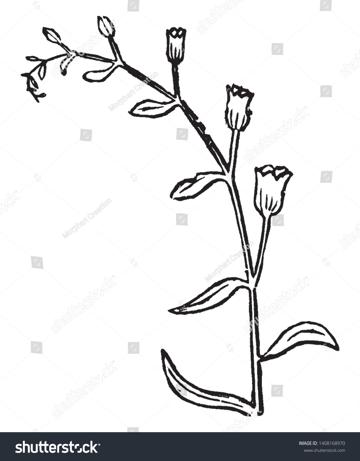 Picture Showing Branch Analogous Scorpioid Cyme Stock Vector (Royalty ...