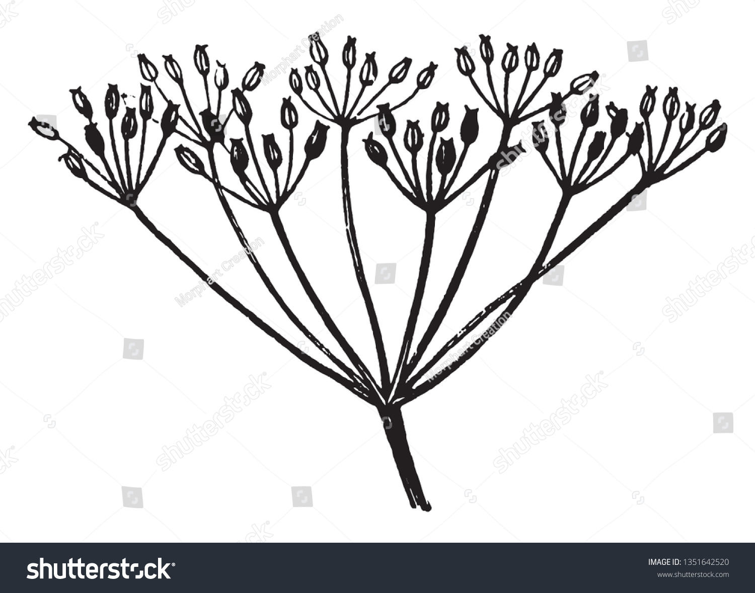 115 Compound umbel Images, Stock Photos & Vectors Shutterstock