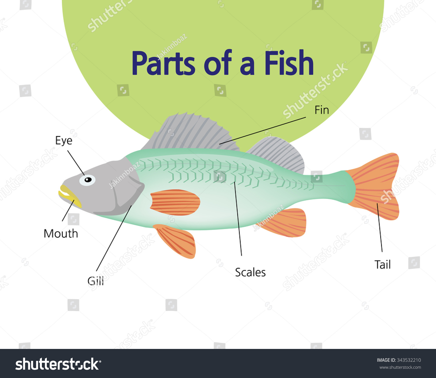 38 best ideas for coloring | Body Parts Of A Fish