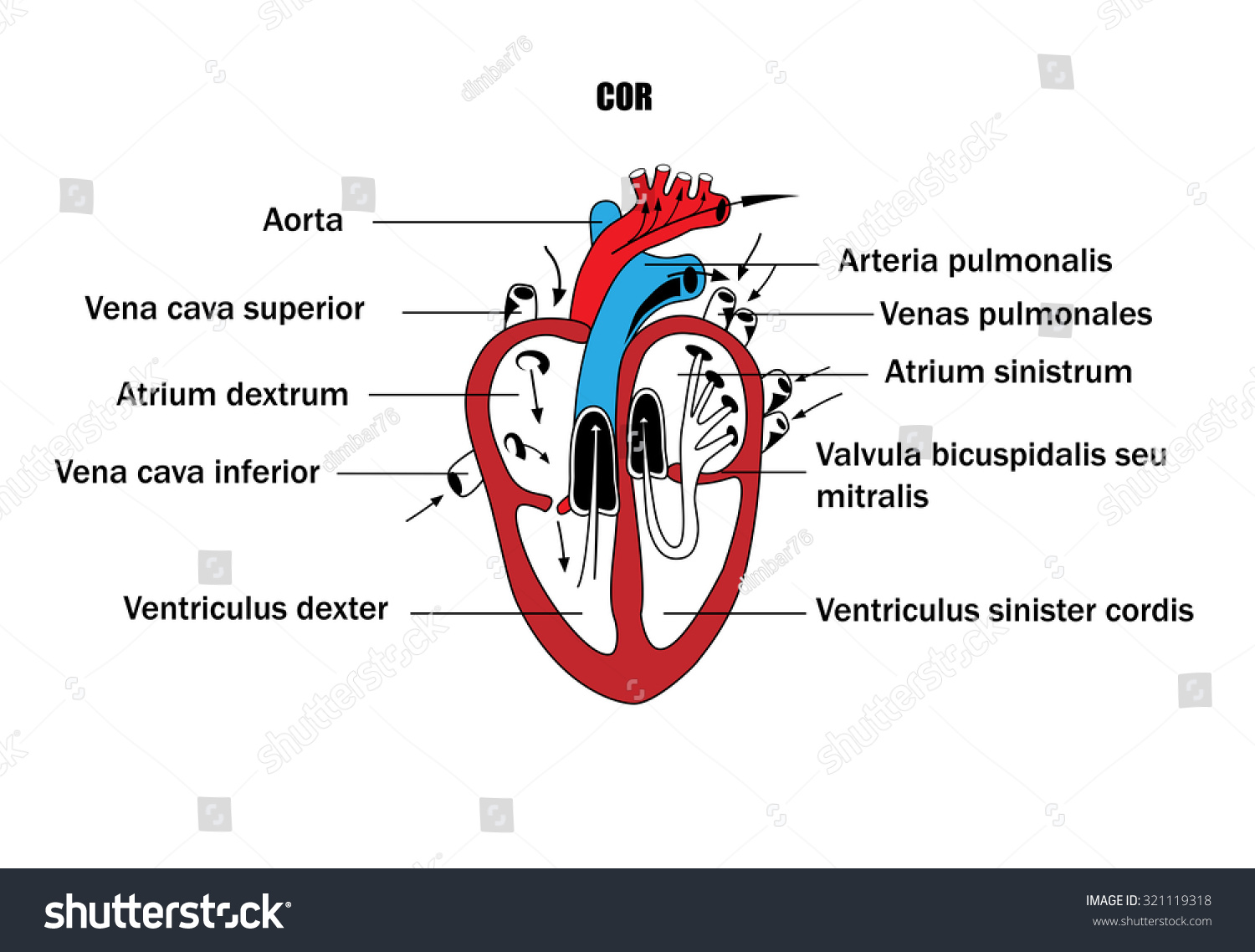 Schematic Representation Internal Organs Anatomy Heart Stock Vector ...
