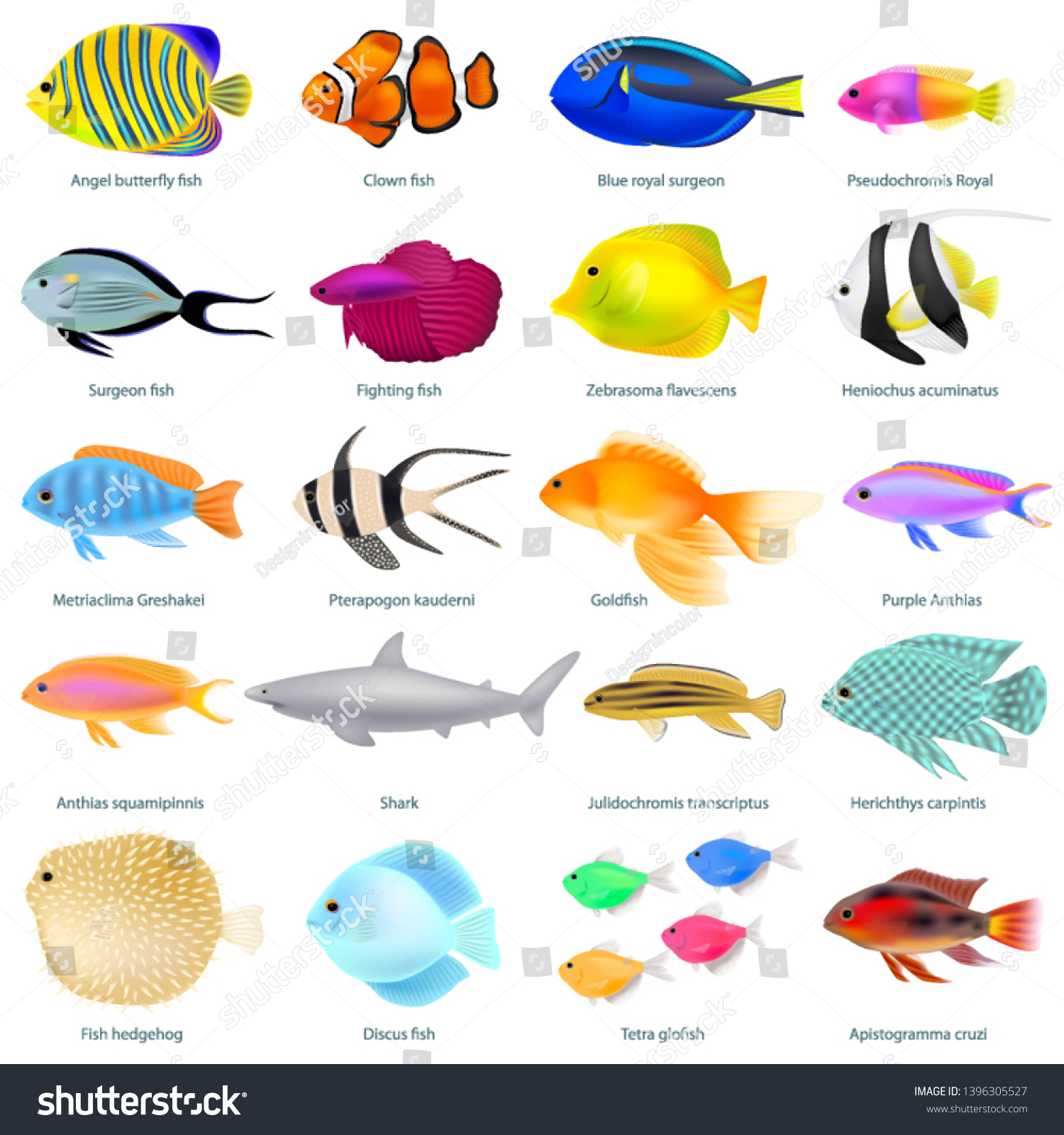 7-580-sea-fish-name-images-stock-photos-vectors-shutterstock