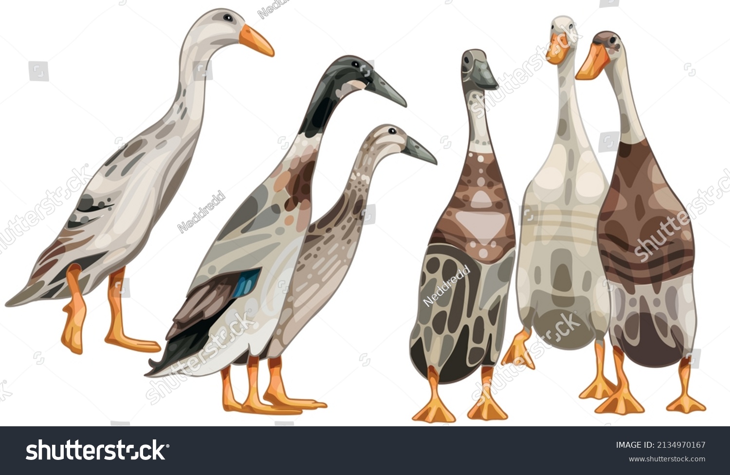 SVG of A set of hand-drawn ducks. The breed of Indian runners svg