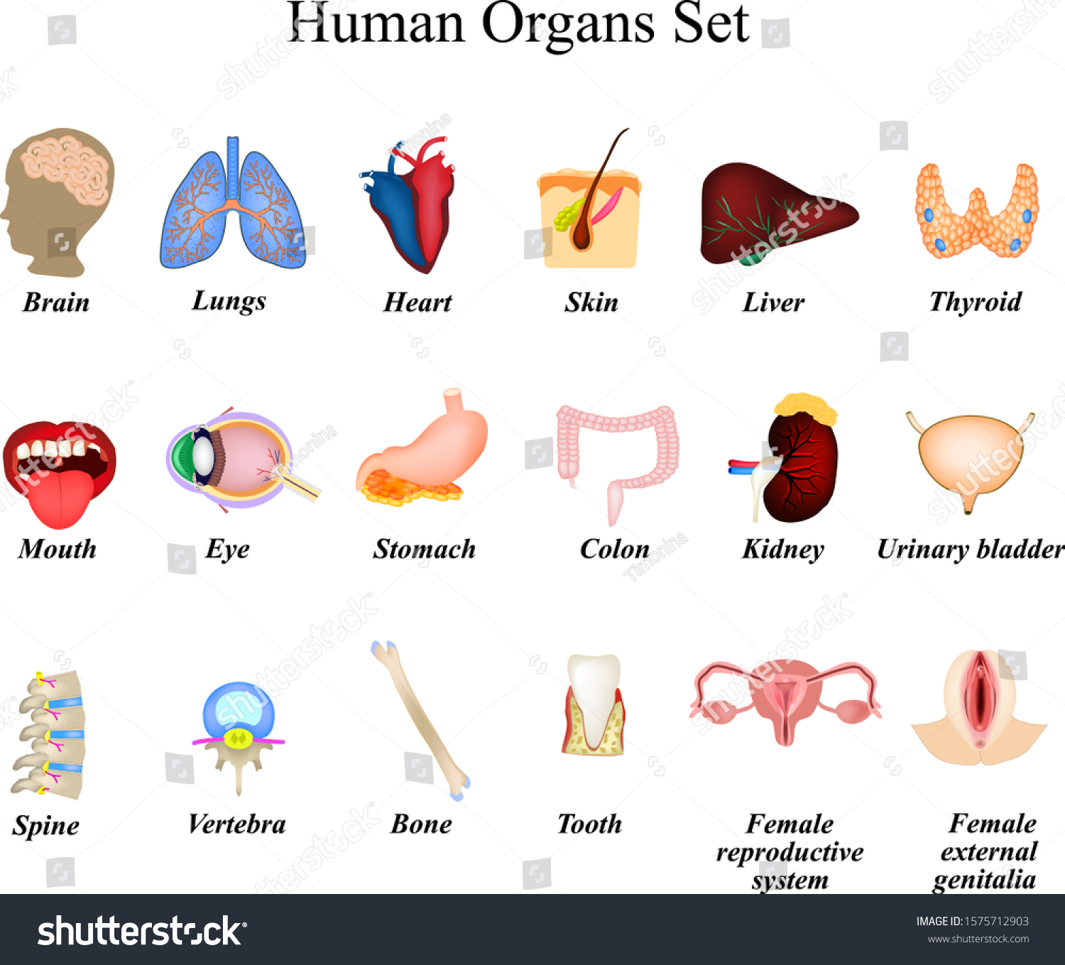 Set Human Organs Brain Heart Lungs Stock Vector (Royalty Free) 1575712903