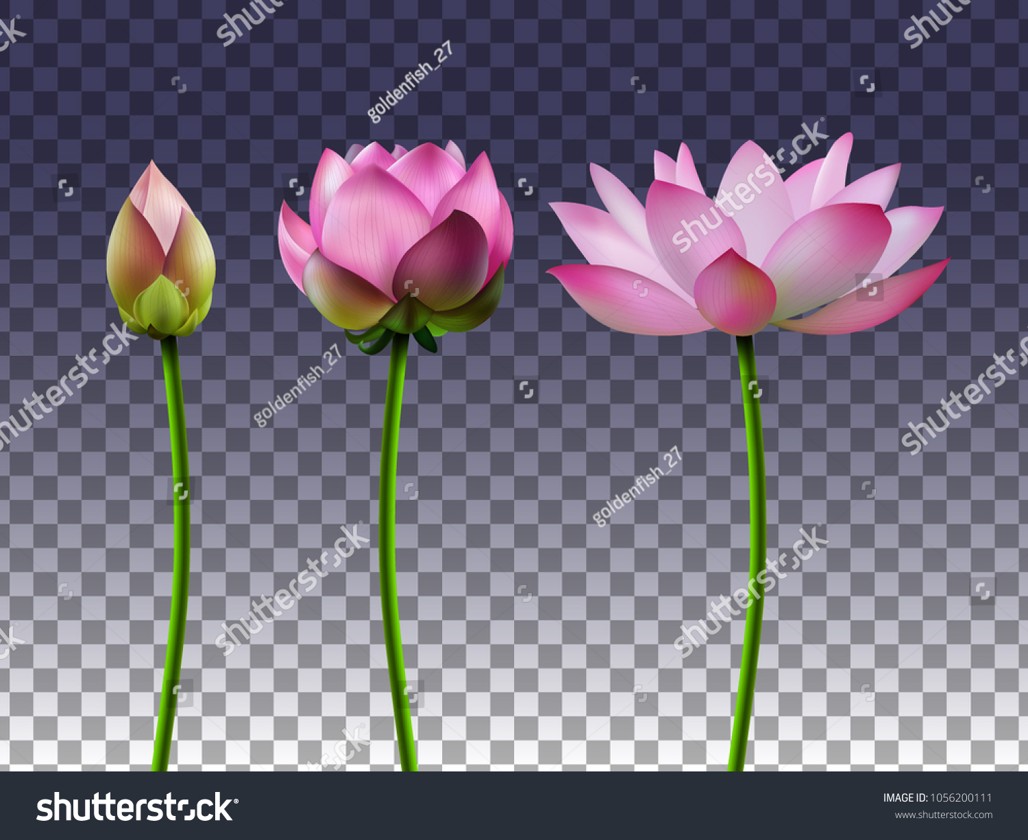 300 Lotus Flower Stages Images, Stock Photos & Vectors | Shutterstock