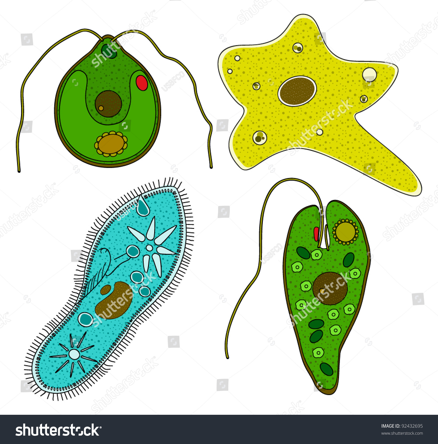 Set Protozoa Amoeba Ciliate Slipper Chlamydomonas Stock Vector 92432695 ...