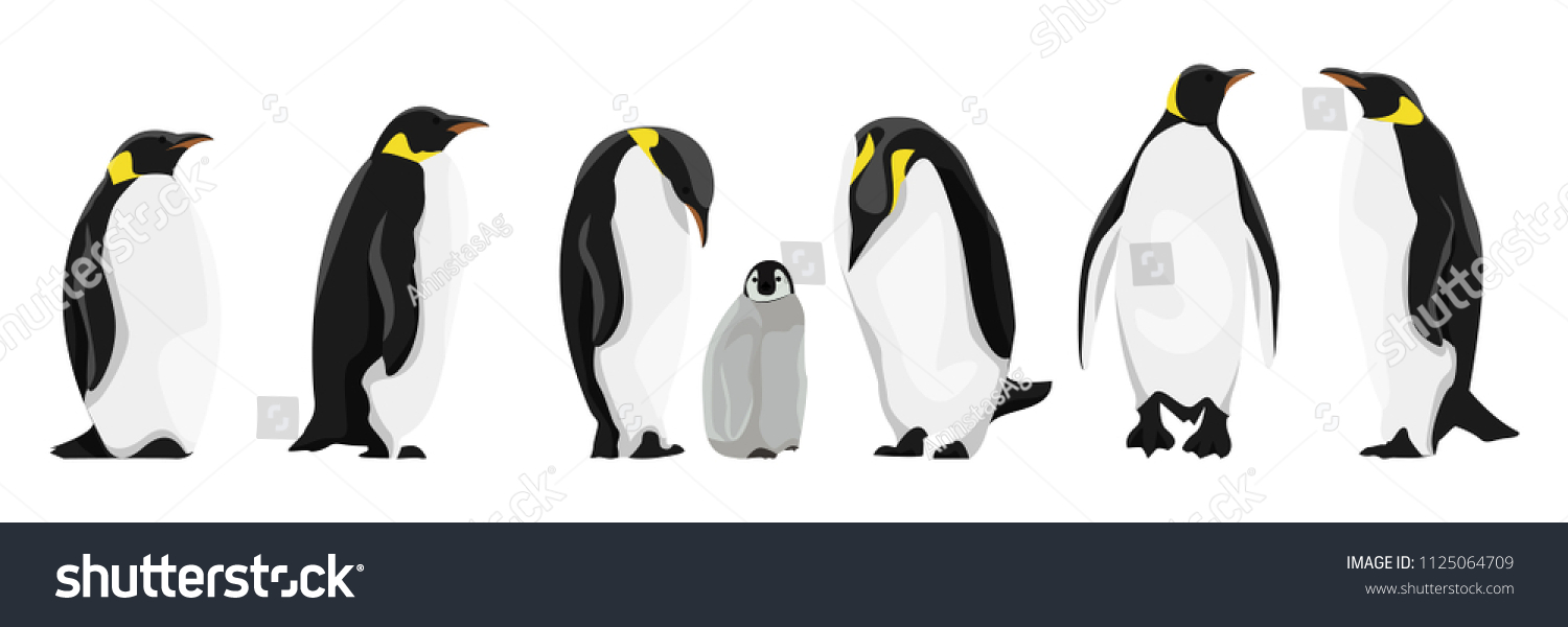 異なるポーズをとった リアルなインペリアルペンギンのセット 大人の鳥やひな 白い背景にベクターイラスト のベクター画像素材 ロイヤリティフリー