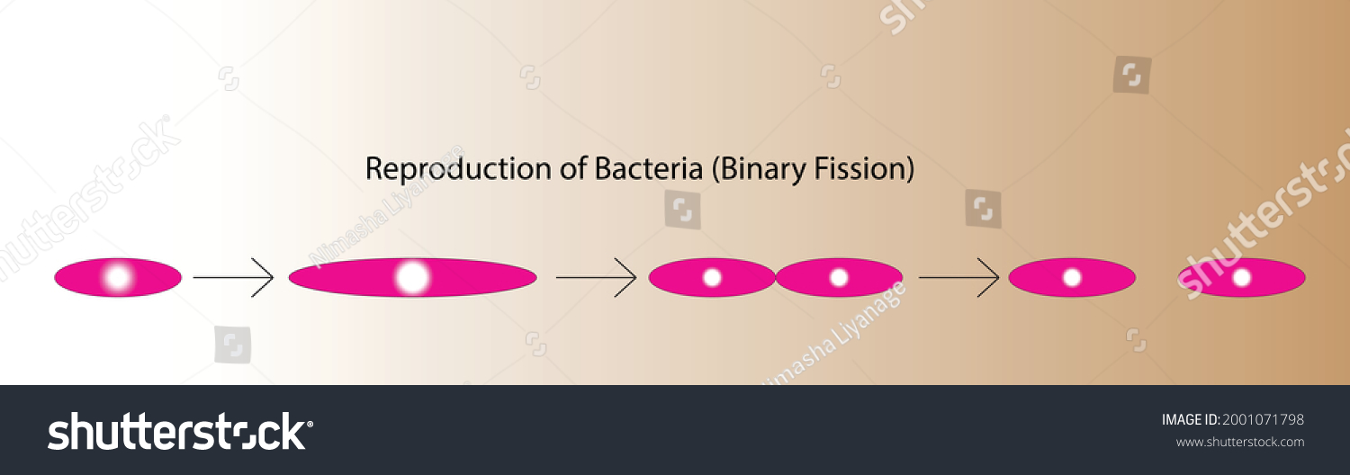 Vector Reproduction Bacteria Binary Fission Stock Vector Royalty Free 2001071798 Shutterstock 1534