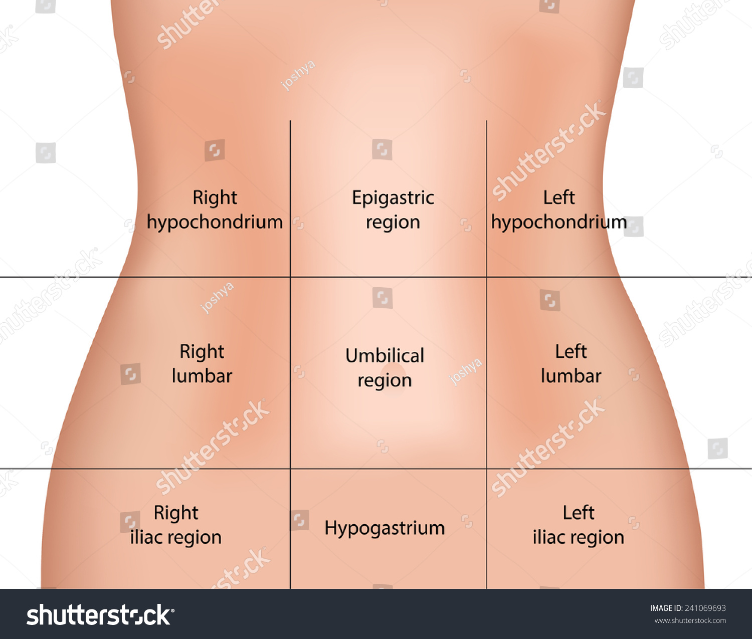 Abdominal Regions: Stockvector (rechtenvrij) 241069693 | Shutterstock