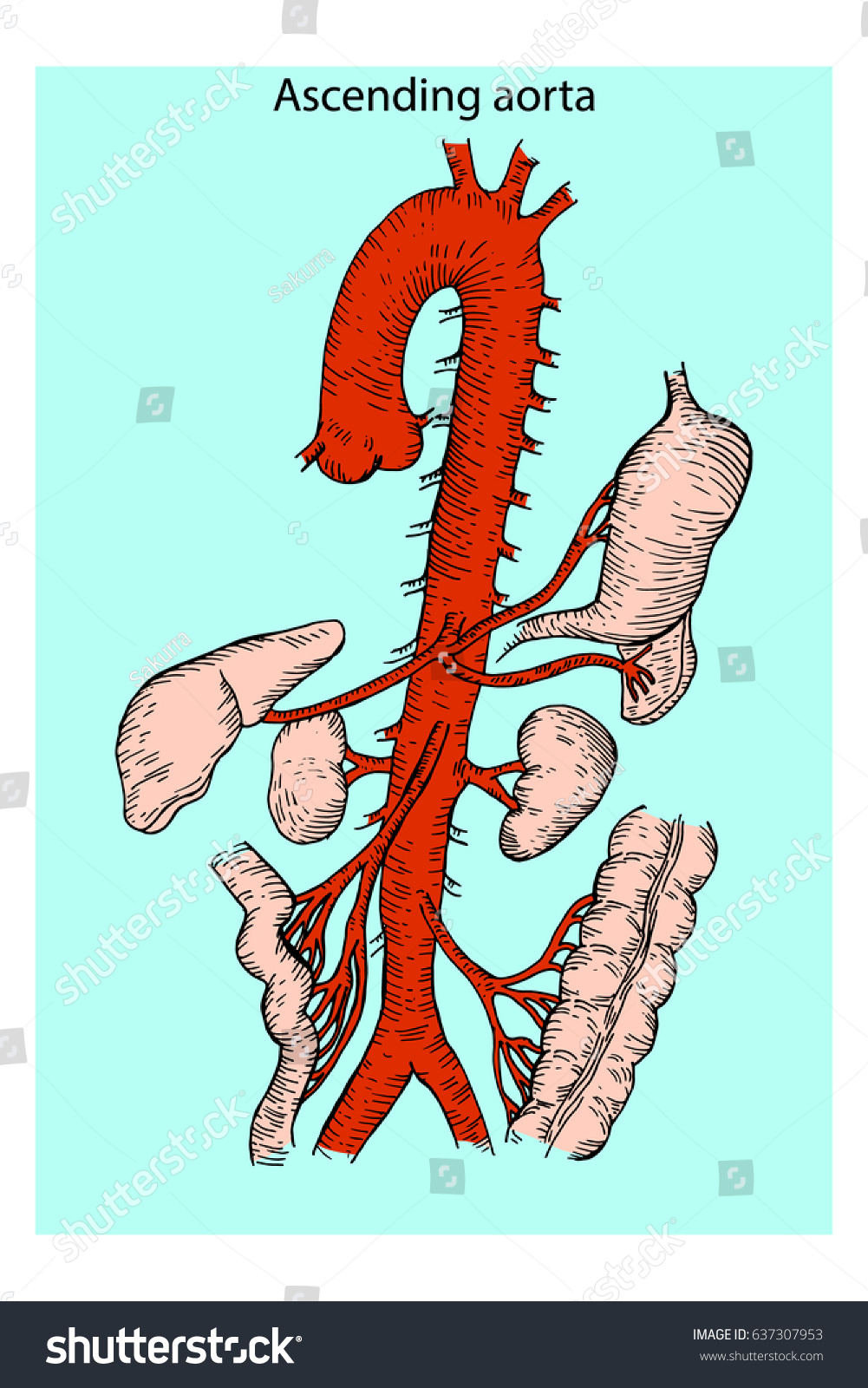 Abdominal Vascular Anatomy Abdominal Vasculature Structure 库存矢量图（免版税 ...