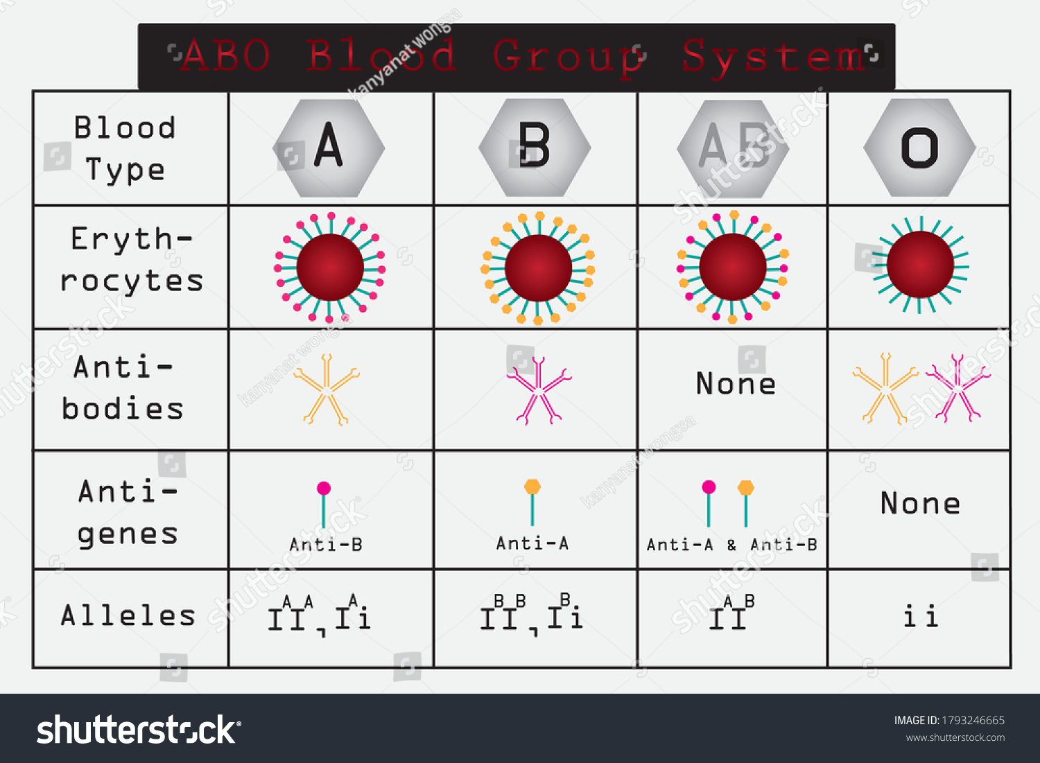 Abo Blood Group System Allele Abo Stock Vector (Royalty Free) 1793246665