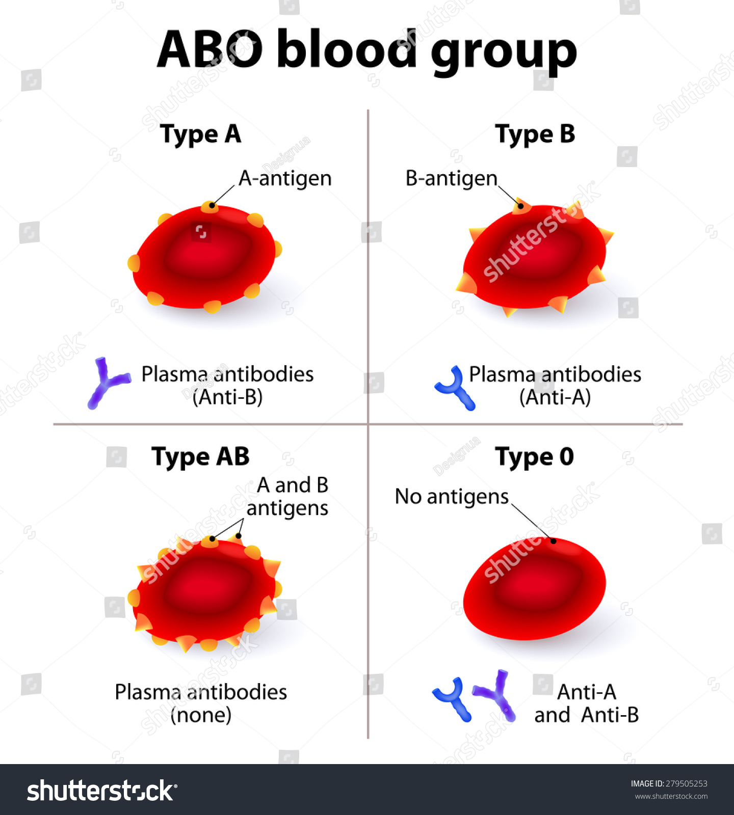 Abo Blood Groups. There Are Four Basic Blood Types, Made Up From ...