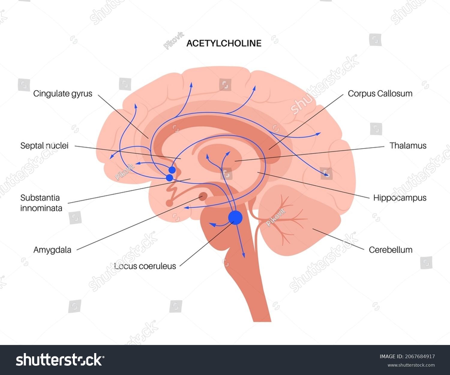 SVG of Acetylcholine hormones pathway in human brain. Neuromodulator and neurotransmitter in the autonomic nervous system. Arousal, attention, memory and motivation function. Cholinergic vector illustration. svg