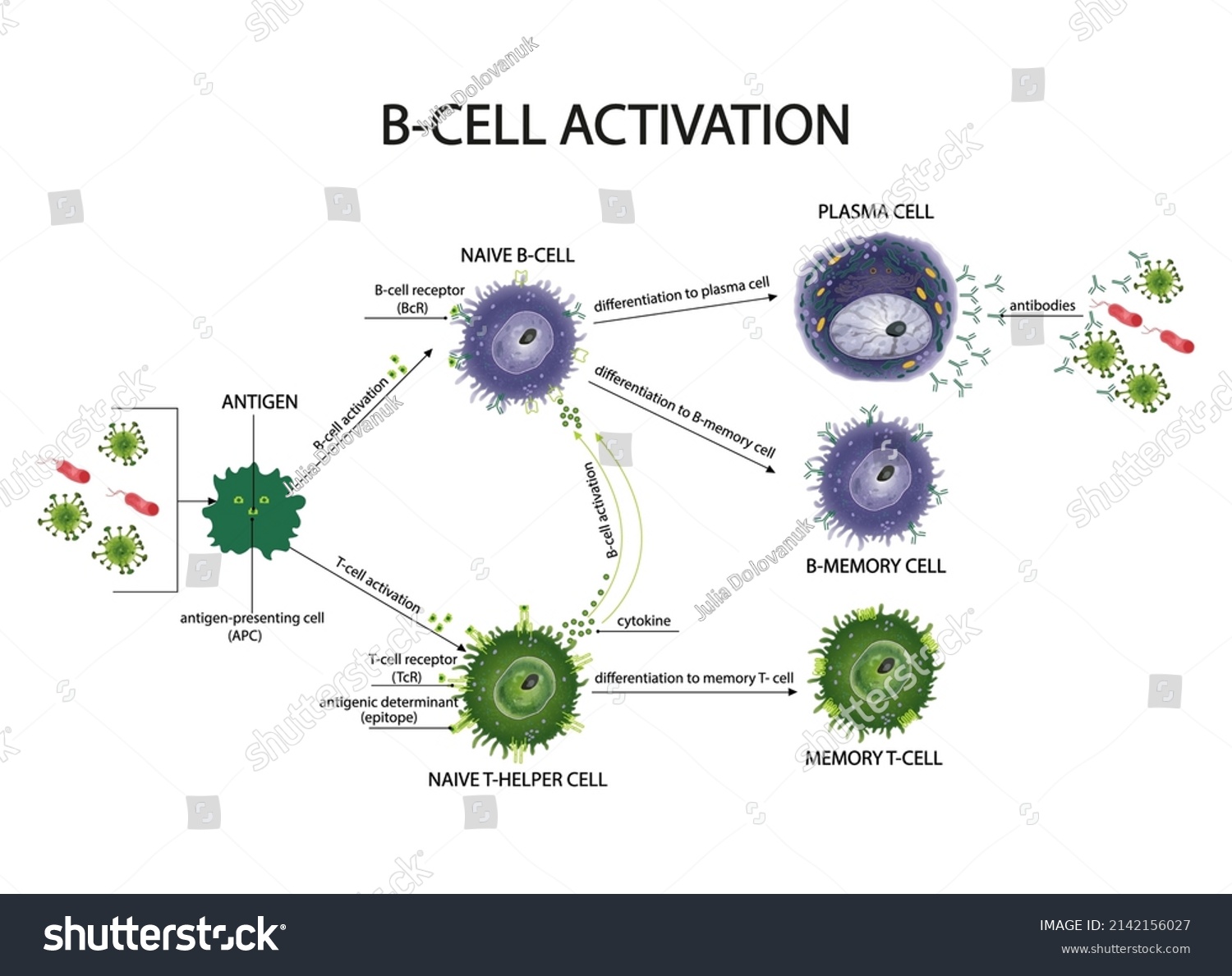 Activation Regulation Bcell Responses By Invariant Stock Vector ...