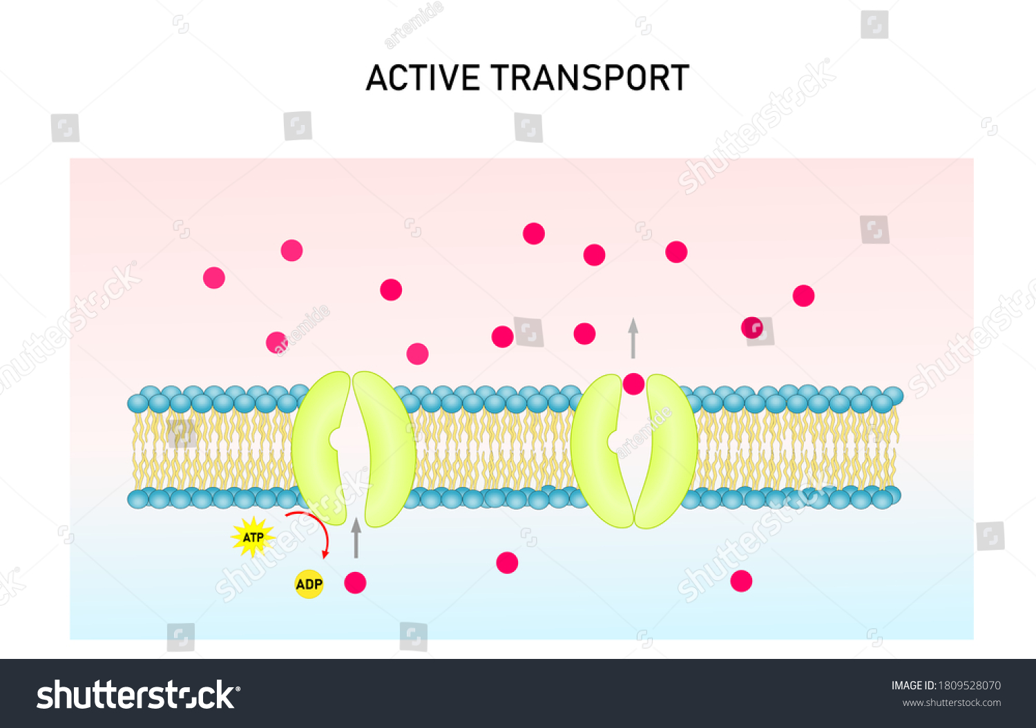 Active Transport Vector Illustration Substance Movement Stock Vector ...