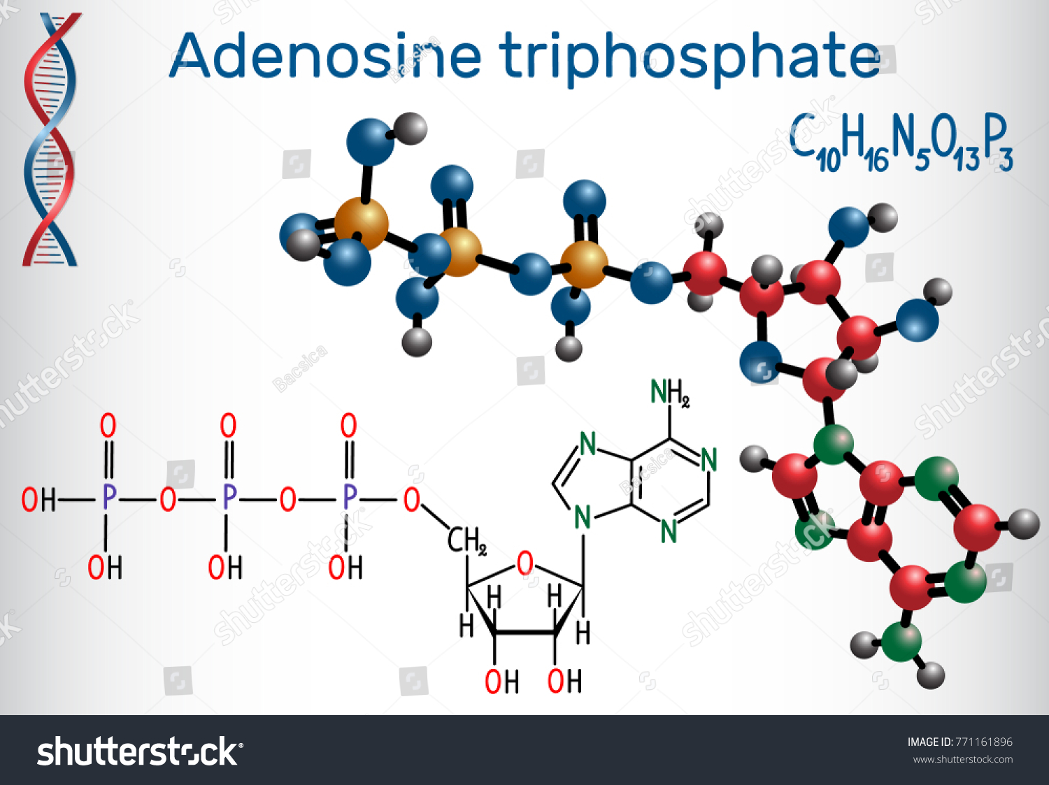 Adenosine Triphosphate Atp Molecule Intracellular Energy Stock Vector ...