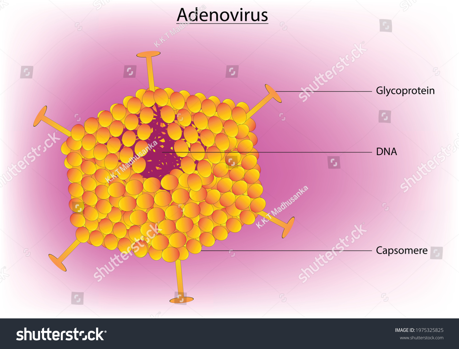 Adenoviruses Mediumsized Nonenveloped Viruses Icosahedral Nucleocapsid ...