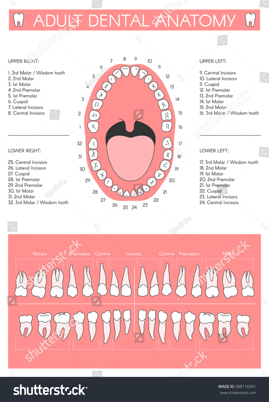 Adult Dental Chart Diagram Human Teeth Stock Vector Royalty Free