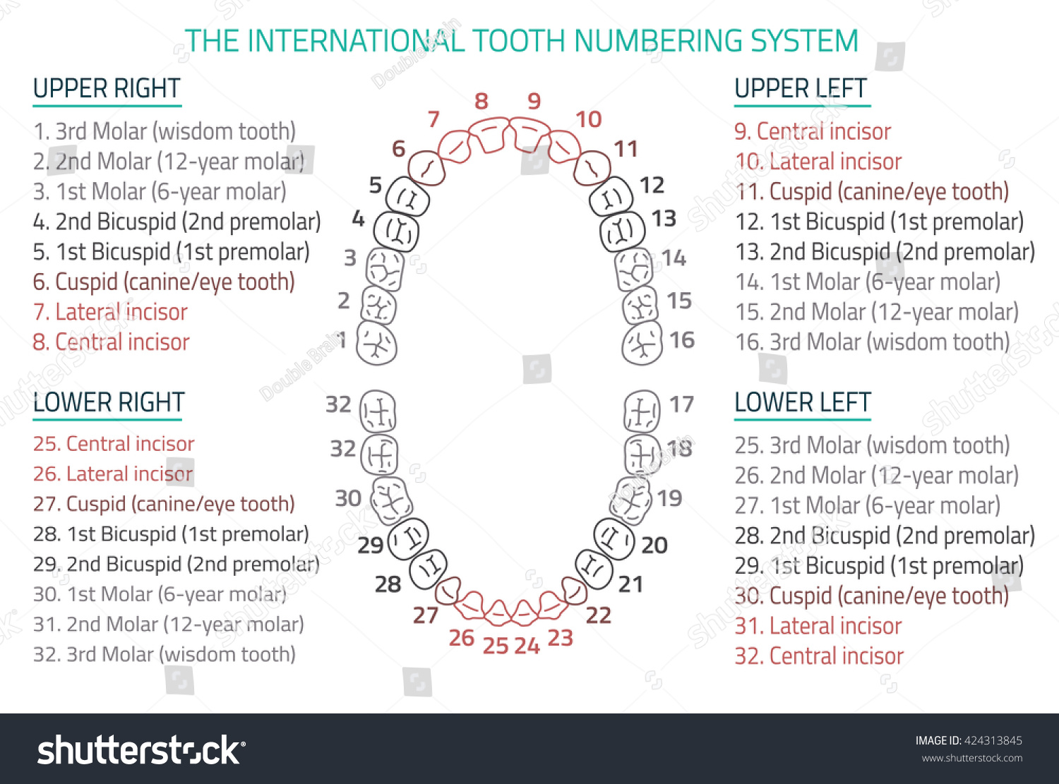 Wisdom Tooth Number Chart