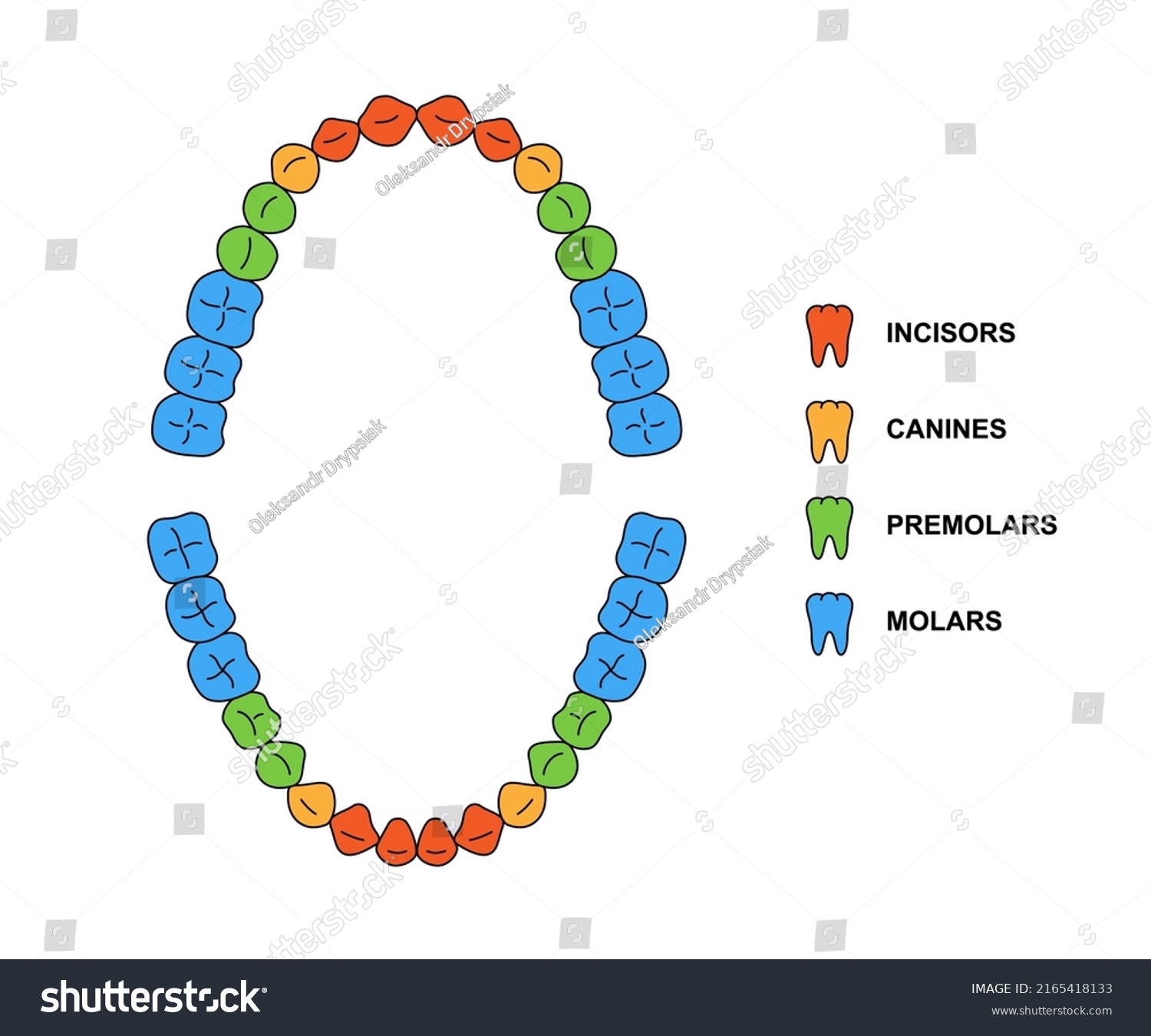 Adult Teeth Dentition Anatomy Descriptions Upper Stock Vector (Royalty ...