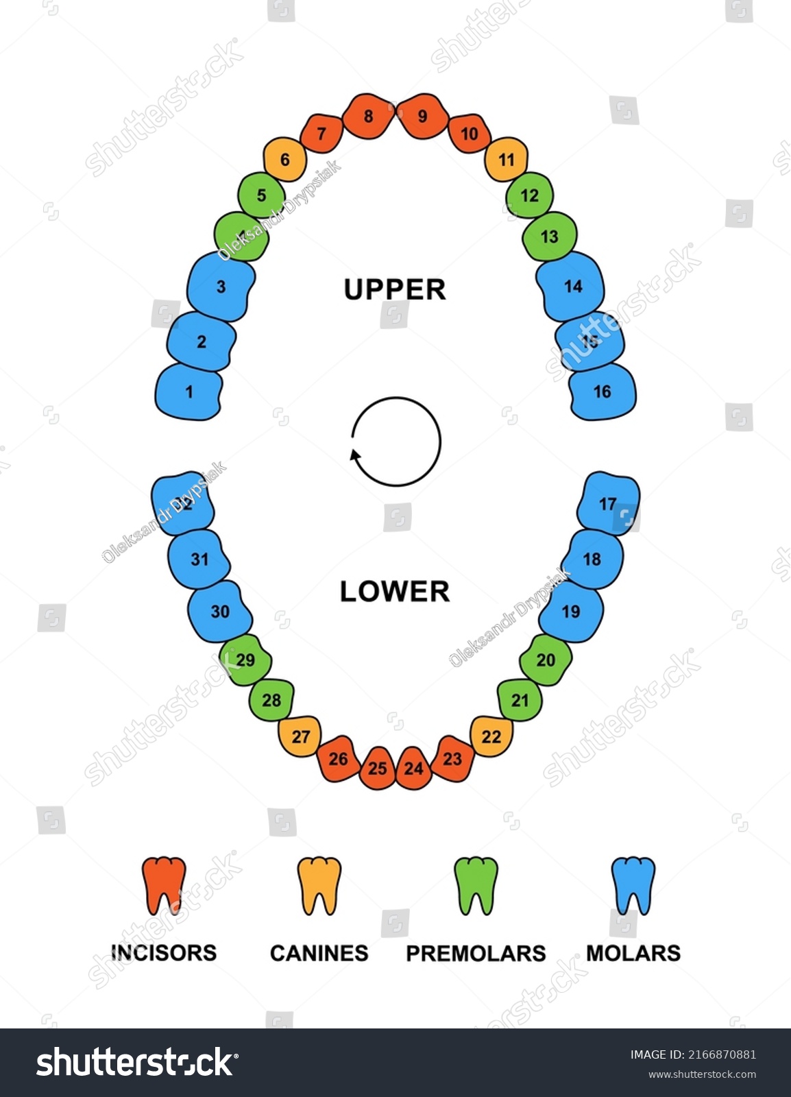 Adult Teeth Dentition Anatomy Descriptions Upper Stock Vector (Royalty ...