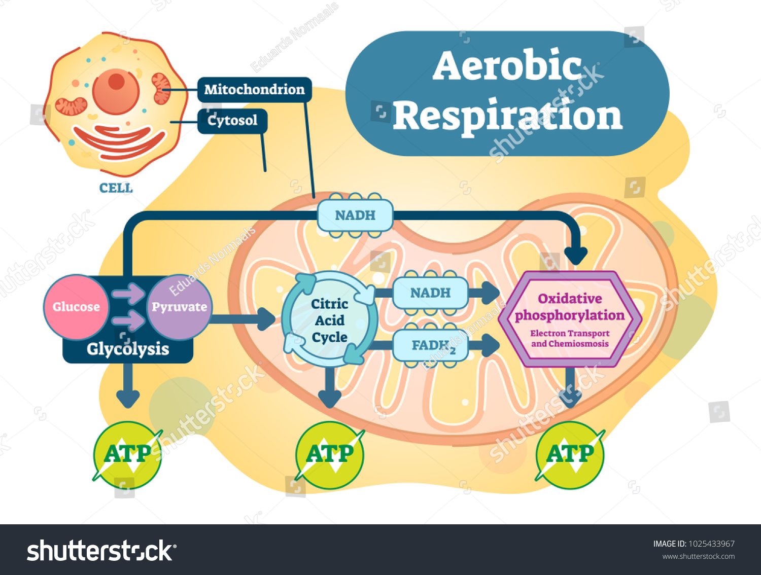 Aerobic Respiration Bio Anatomical Vector Illustration Stock Vector Royalty Free 1025433967