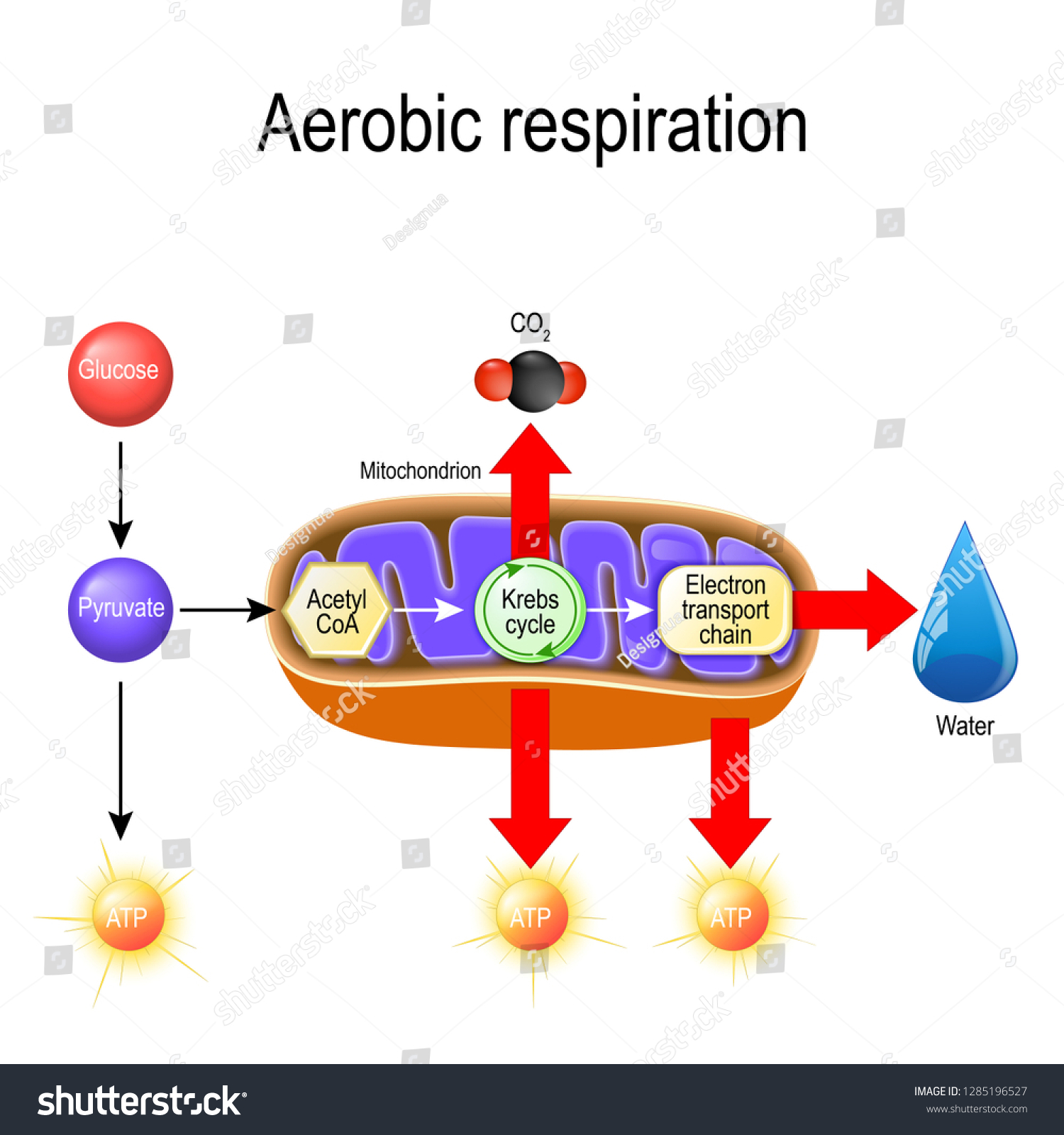 Aerobic Respiration Cellular Respiration Pyruvate Enter Stock Vector Royalty Free
