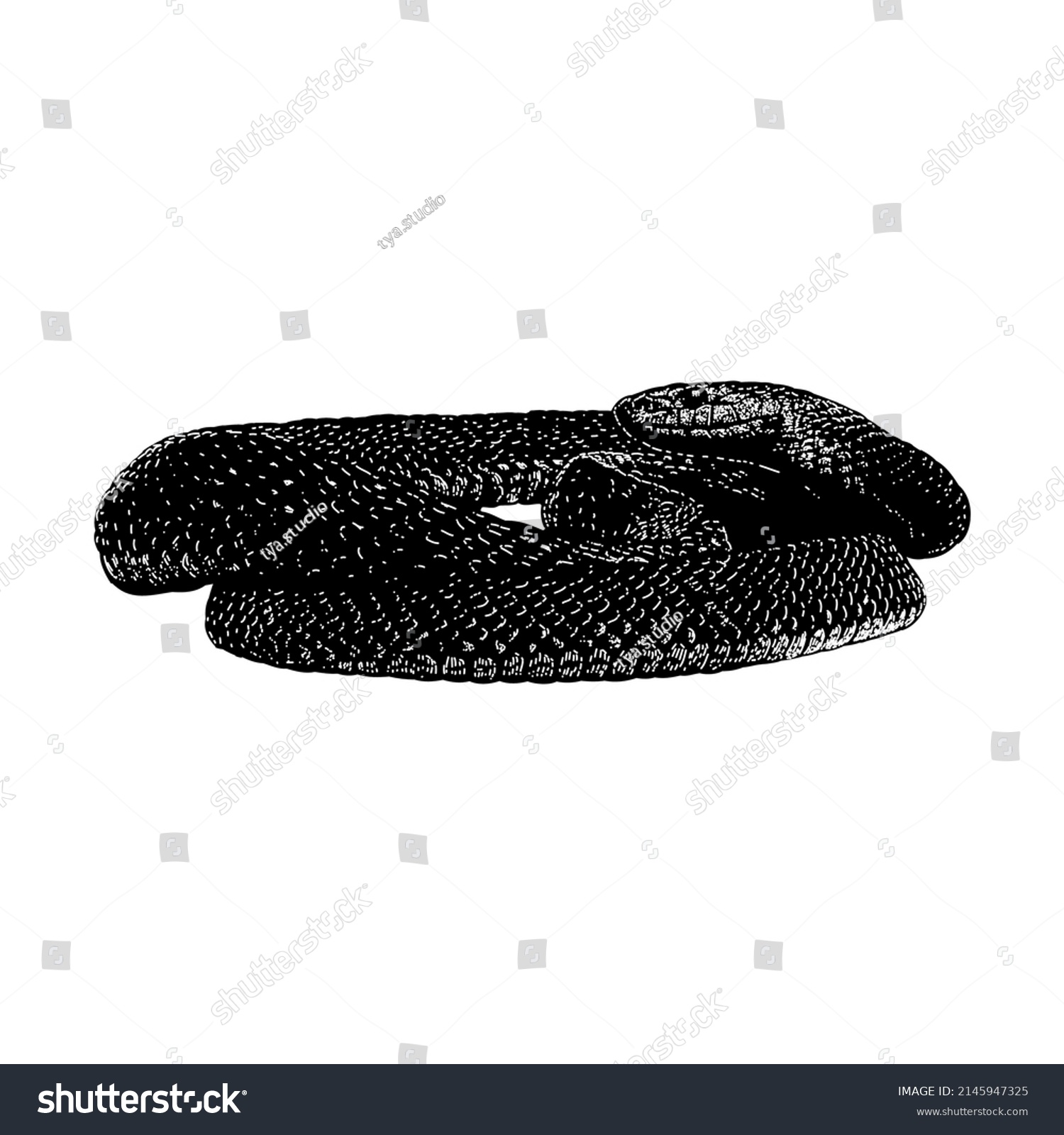 Aesculapian Snake Hand Drawing Vector Illustration Stock Vector ...