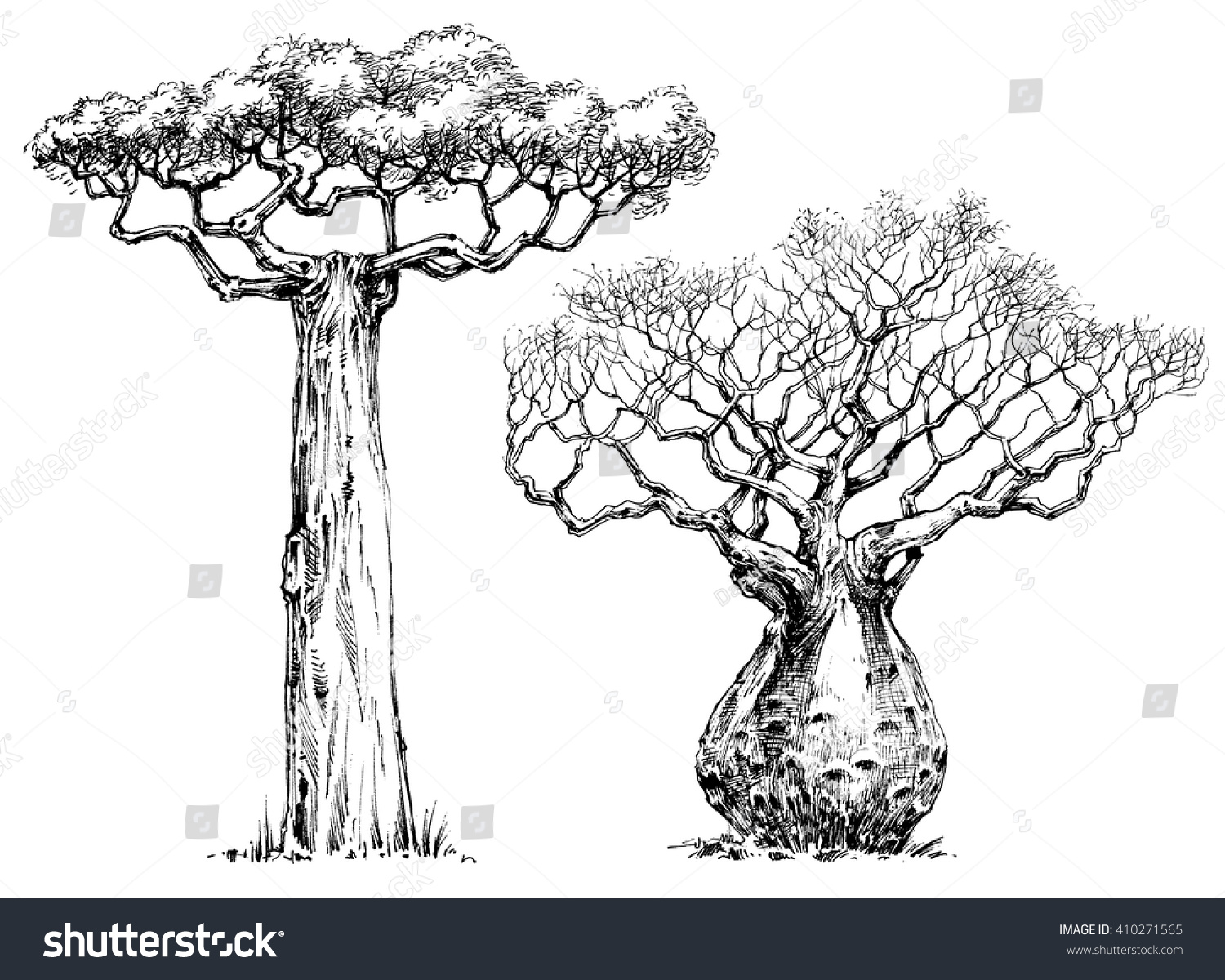 SVG of African iconic tree, baobab tree svg