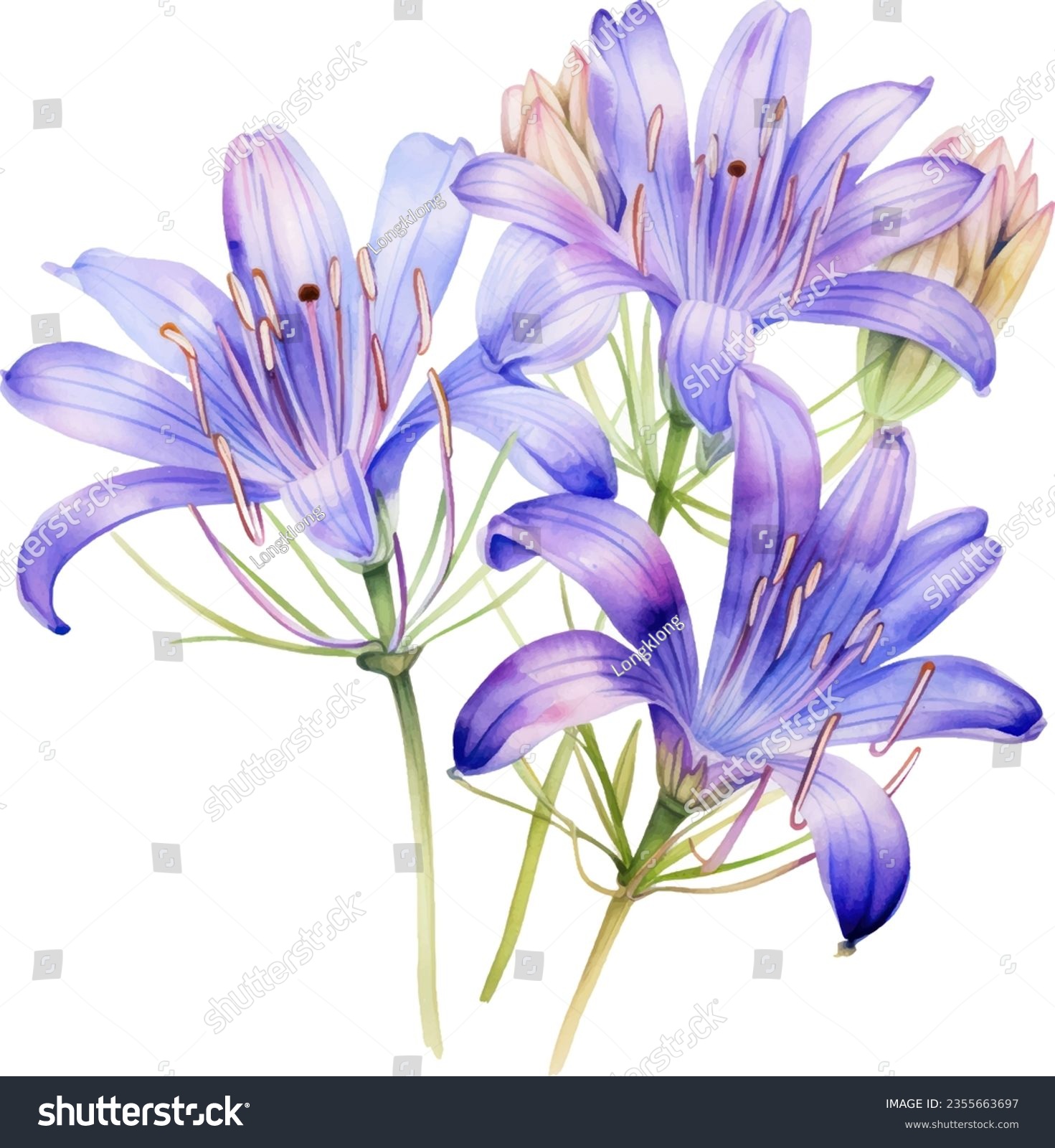 SVG of Agapanthus africanus Watercolor floral arrangements with beautiful African Lily flower, Watercolor floral bouquet. svg