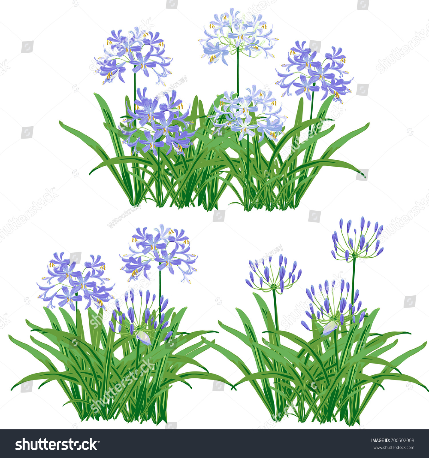 SVG of Agapanthus flower spring for object. The blue flower is vector design with three bouquet of agapanthus flower and leaf.  svg