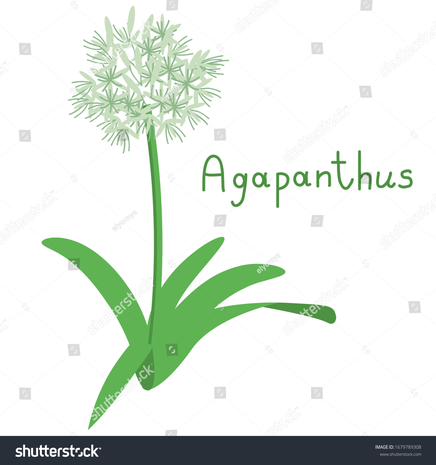SVG of Agapanthus isolated simple flower vector svg