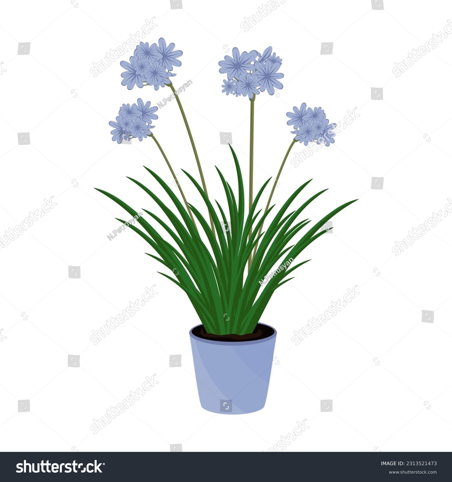 SVG of Agapanthus plants in flower pot isolated on white. Agapanthus plant home care and cultivation. African Lily in flat illustration. Indoor plant for home, office, premises decor. House plant Vector svg