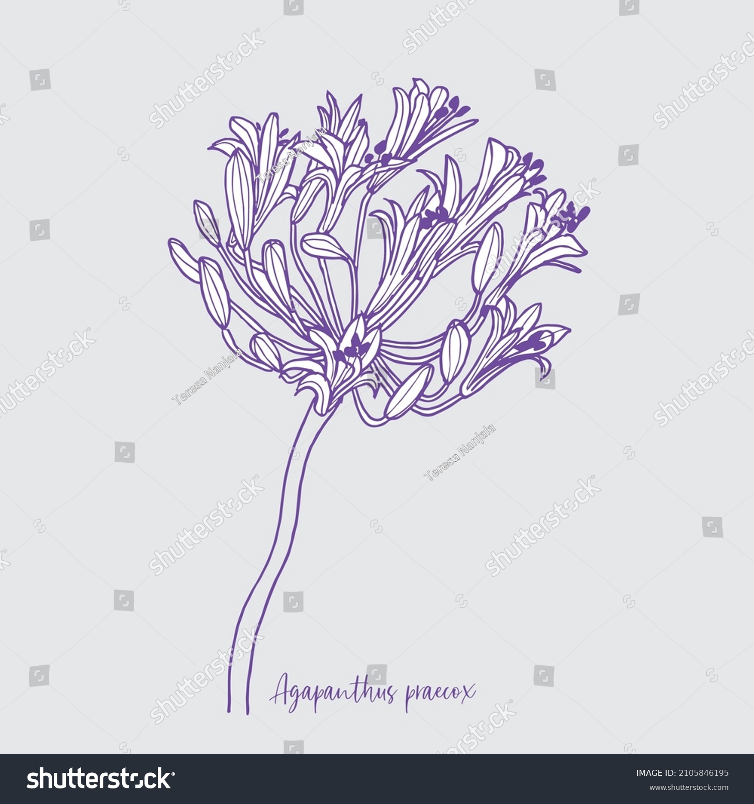 SVG of Agapanthus praecox flower stem in blue purple svg