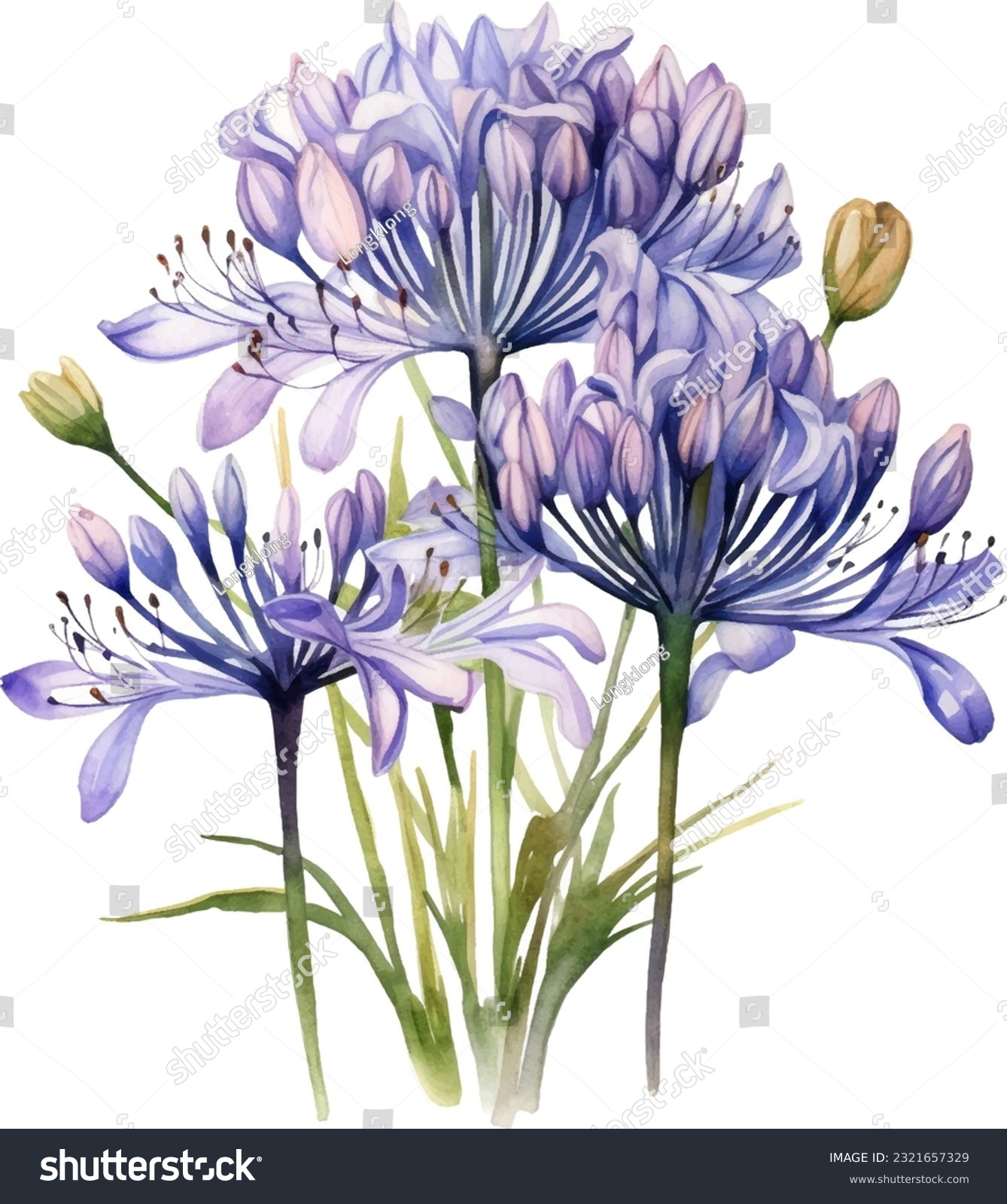 SVG of Agapanthus Watercolor illustration. Hand drawn underwater element design. Artistic vector marine design element. Illustration for greeting cards, printing and other design projects. svg