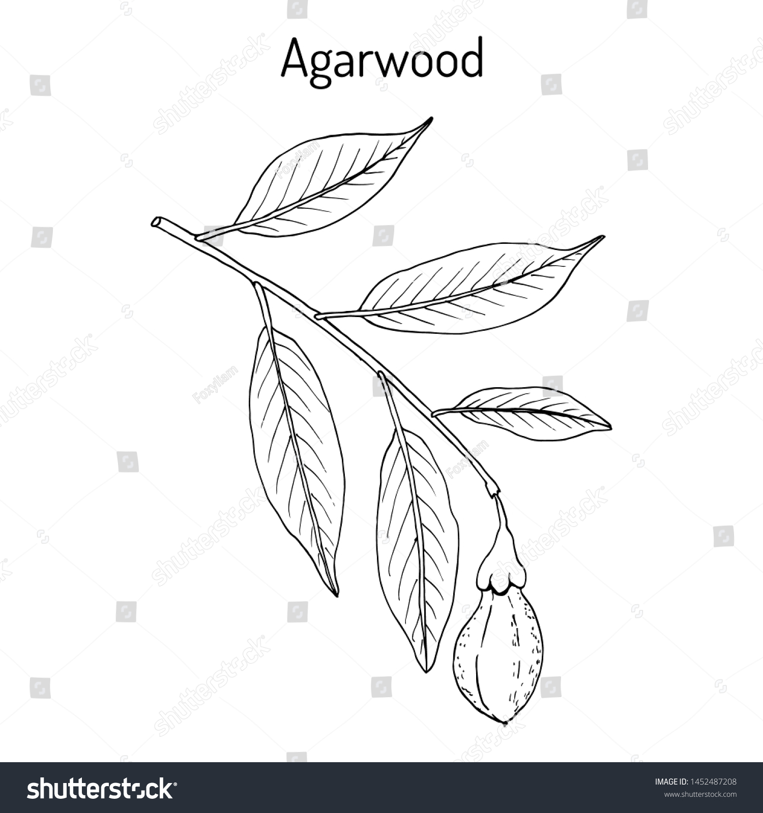 agarwood aloeswood