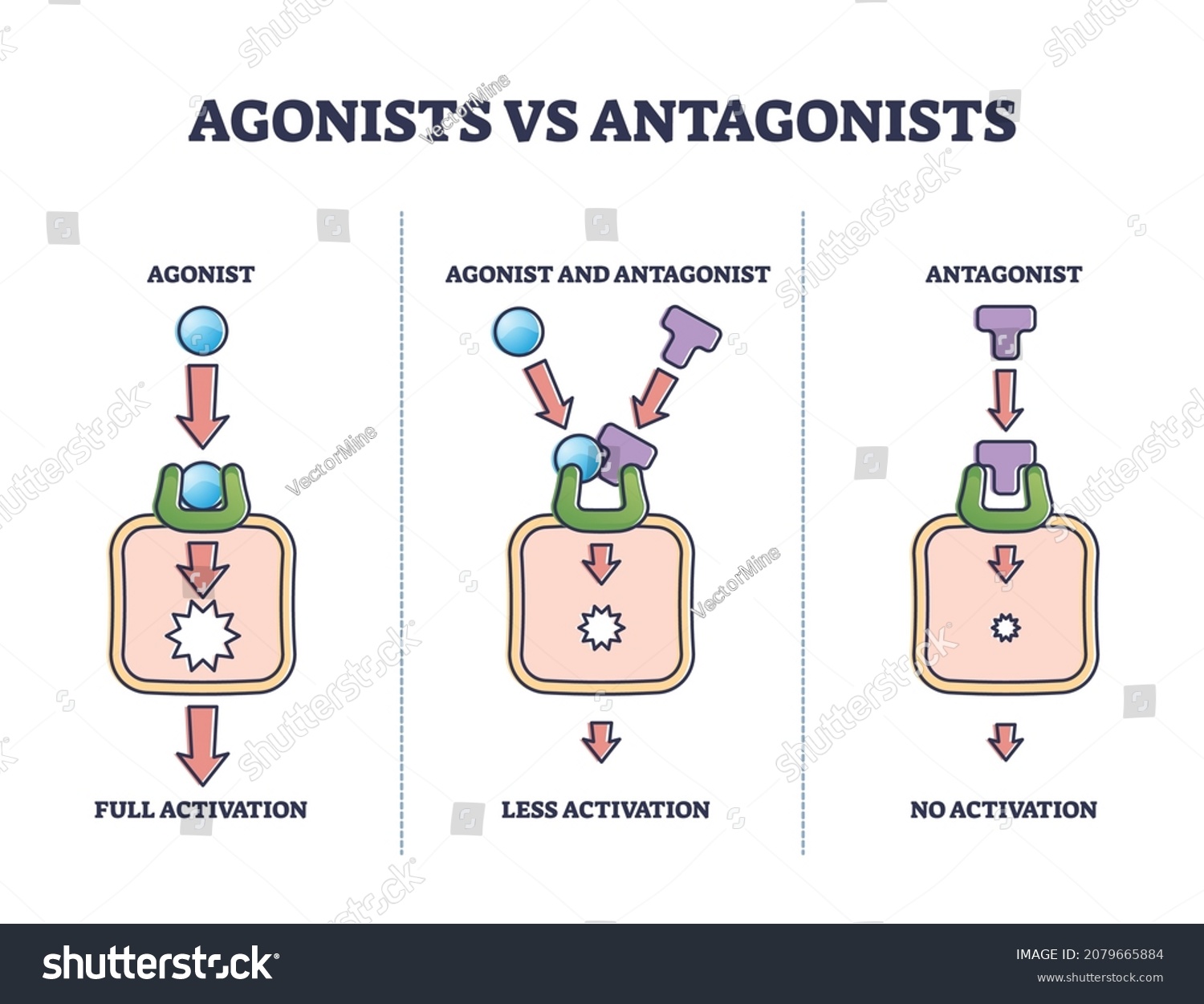 agonists-vs-antagonists-drugs-behavior-receptor