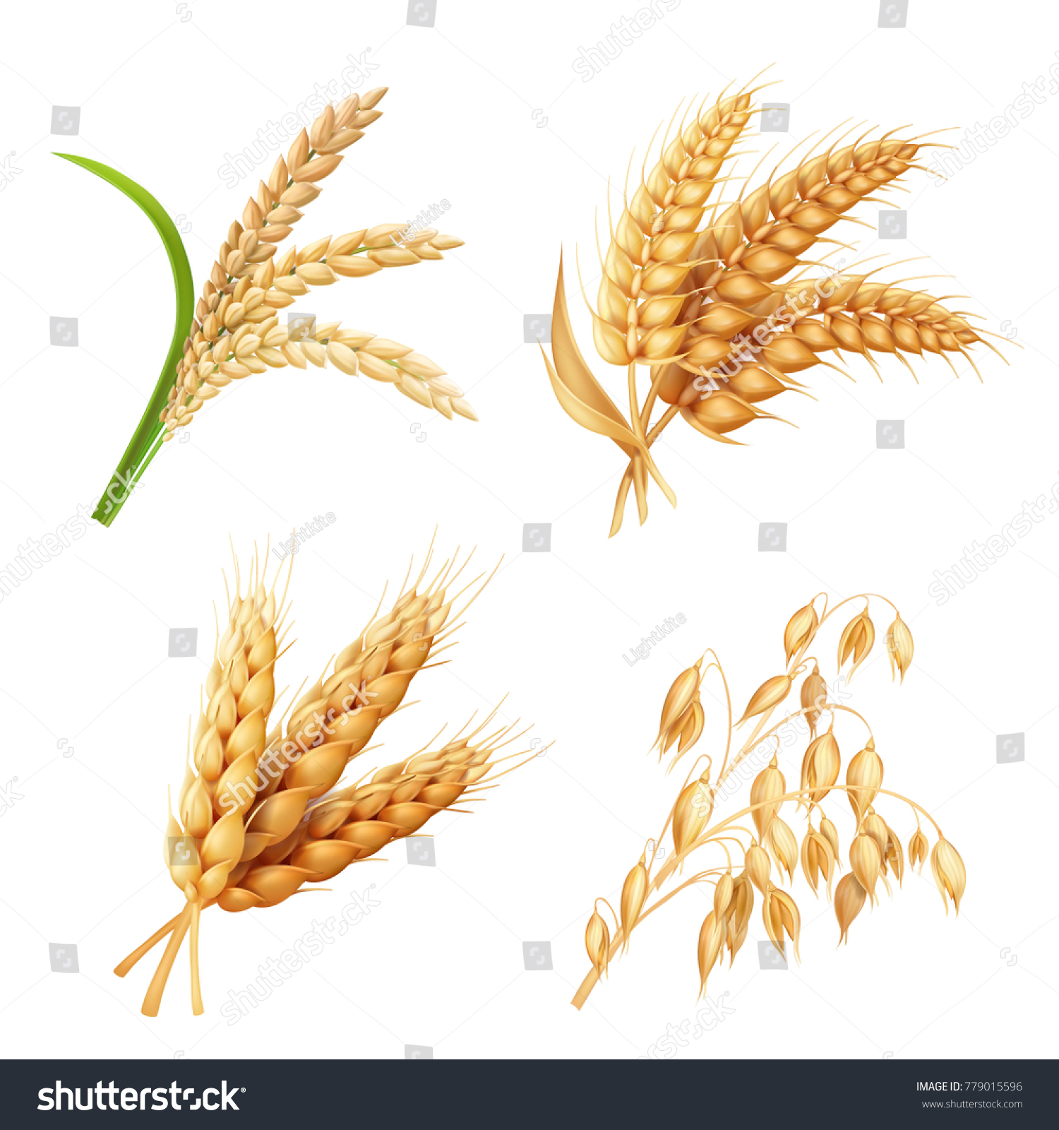 米 麦 小麦 大麦ベクター画像のリアルイラストを使った農作物 のベクター画像素材 ロイヤリティフリー
