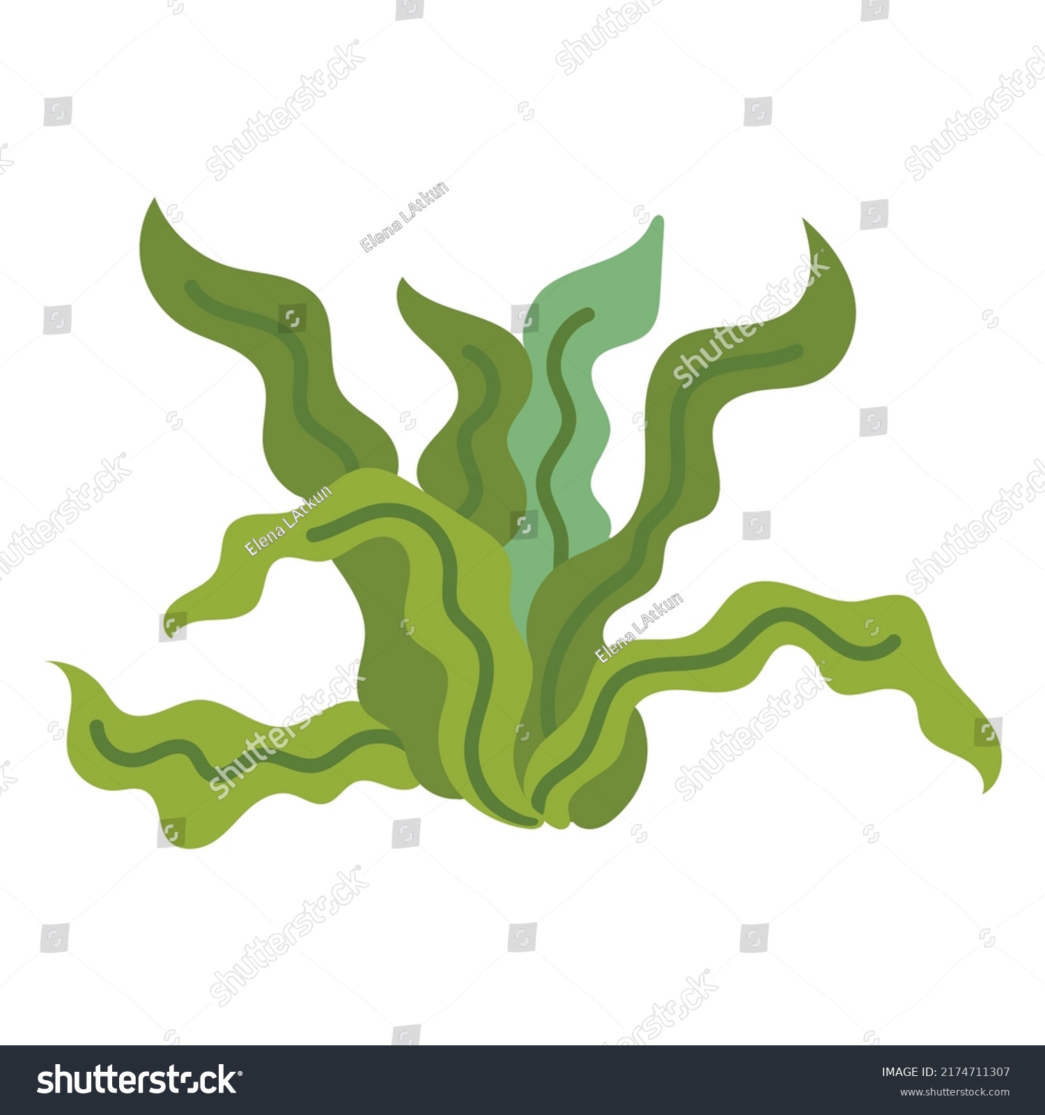 Algae Flat High Quality Vector Stock Vector (Royalty Free) 2174711307 ...