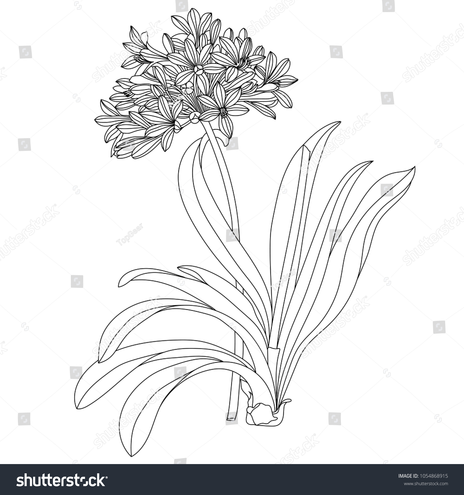 Allium Flower Black White Vector Stock Vector Royalty Free 1054868915