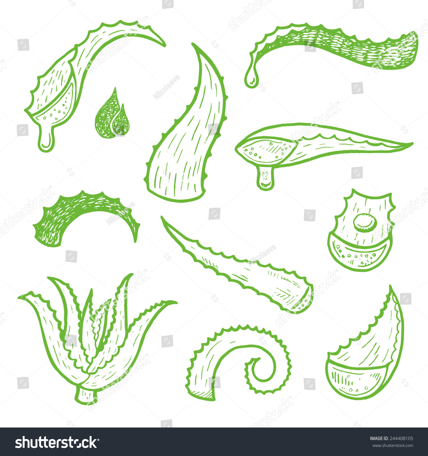 Aloe Vera Vector Hand Drawn Sketch Stock Vector 244408105 - Shutterstock