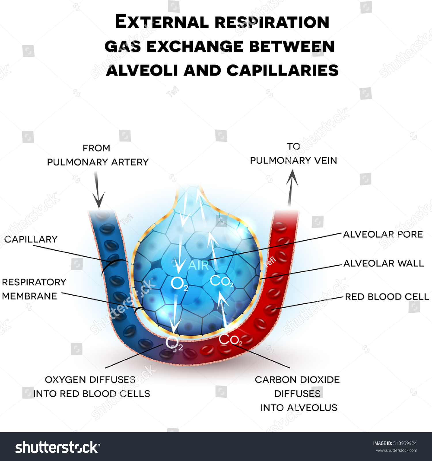 Alveoli Anatomy External Respiration Gas Exchange Stock Vector ...