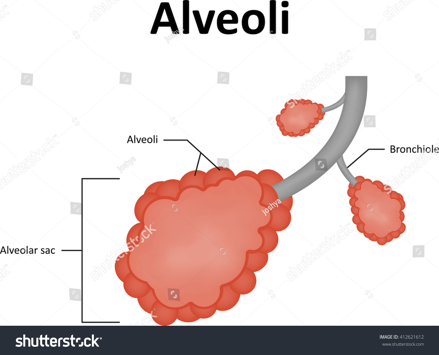 بلى معدات الملعب وخز alveoli labeled الغموض تسجيل النهاية