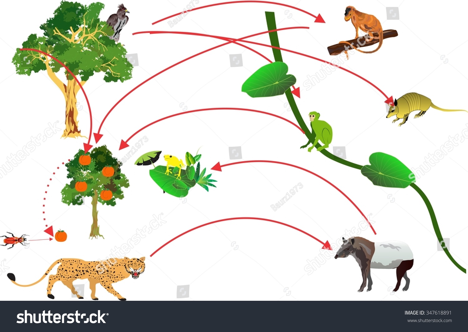 Amazon Rainforest Food Chain Life Crcle Stock Vector Royalty Free
