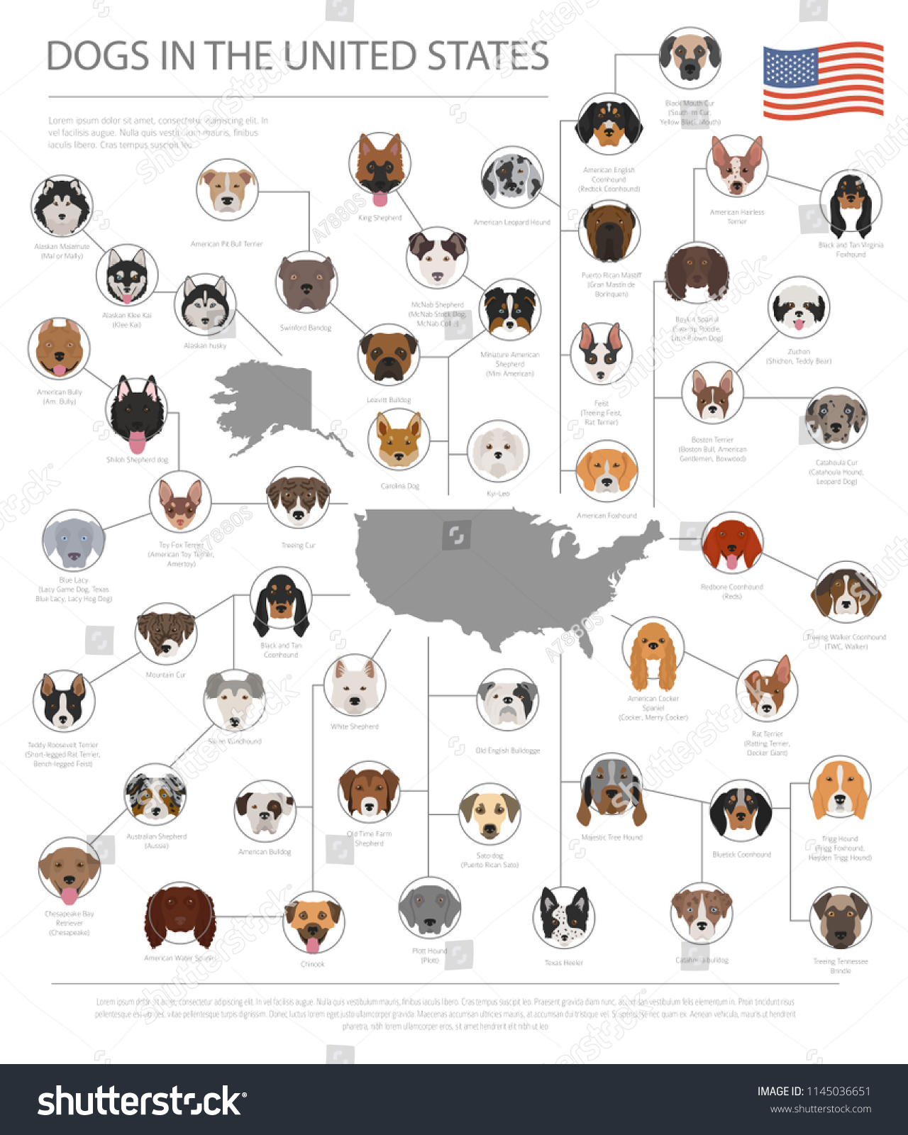 American Dog Breeds Infographic Template Vector Stock Vector (Royalty ...