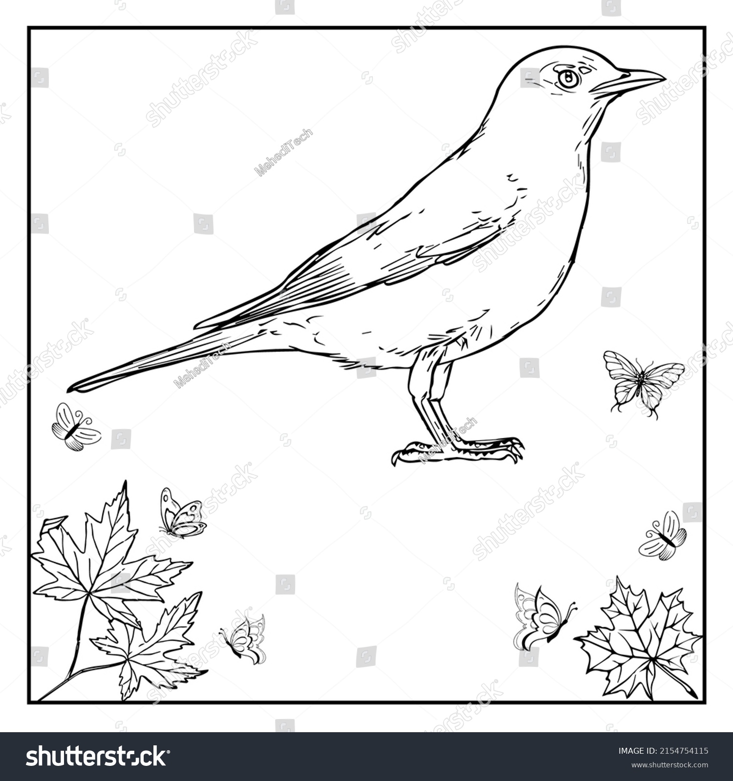 American Robin Coloring Book Pages Transparent Stock Vector (Royalty