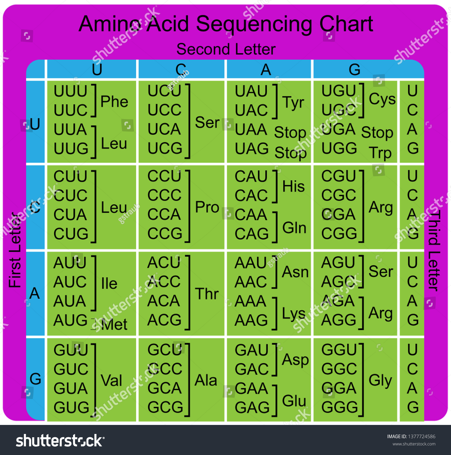 Amino Acid Sequence Chart Stock Vector Royalty Free 1377724586 