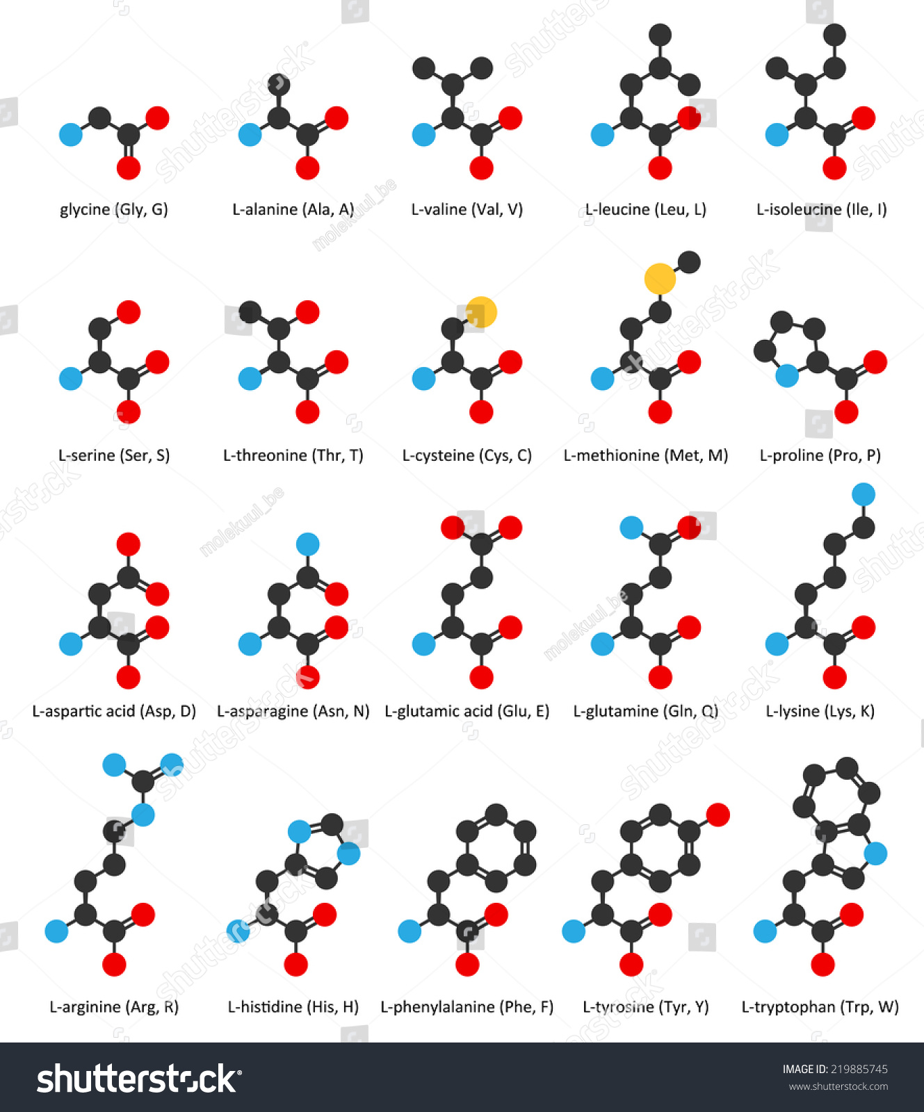 Amino Acids Glycine Alanine Serine Threonine Stock Vector Royalty Free Shutterstock