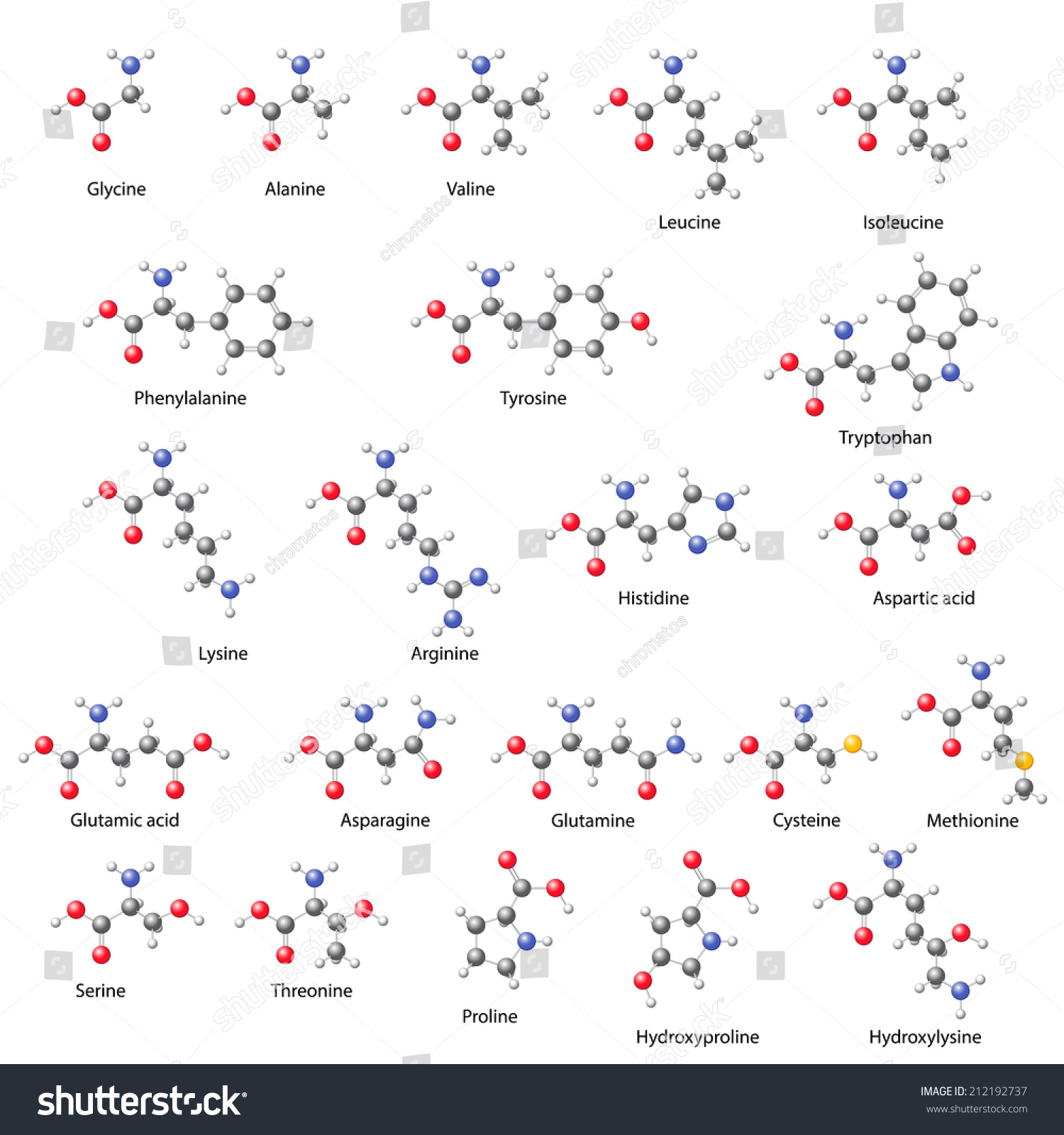 Vektor Stok Amino Acids Main Structural Chemical Formulas Tanpa Royalti