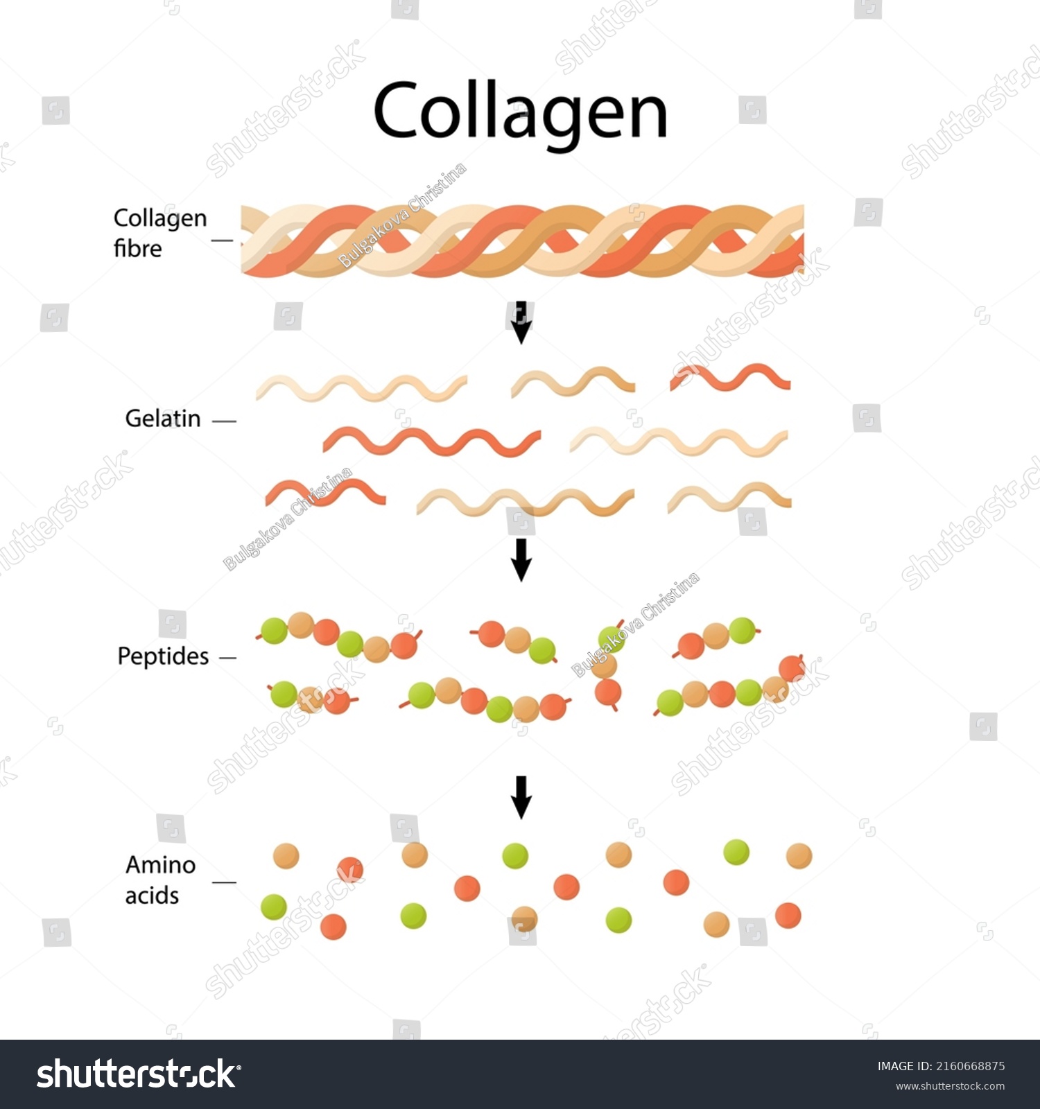 Amino Acids Peptides Collagen Medical Illustration Stock Vector