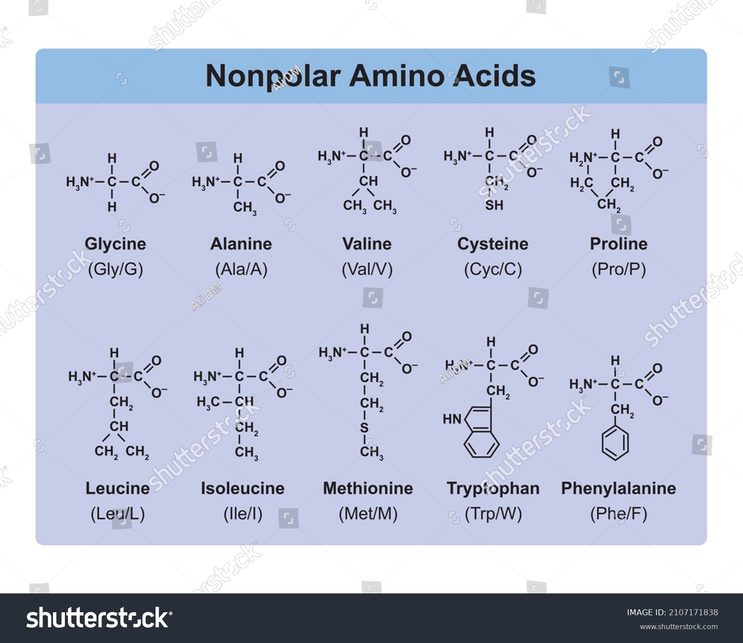 Amino Acids Types Table Showing Chemical Stock Vector Royalty Free 2107171838 7317